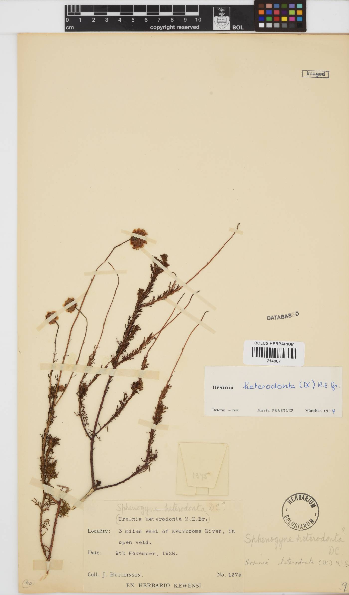 Ursinia heterodonta image