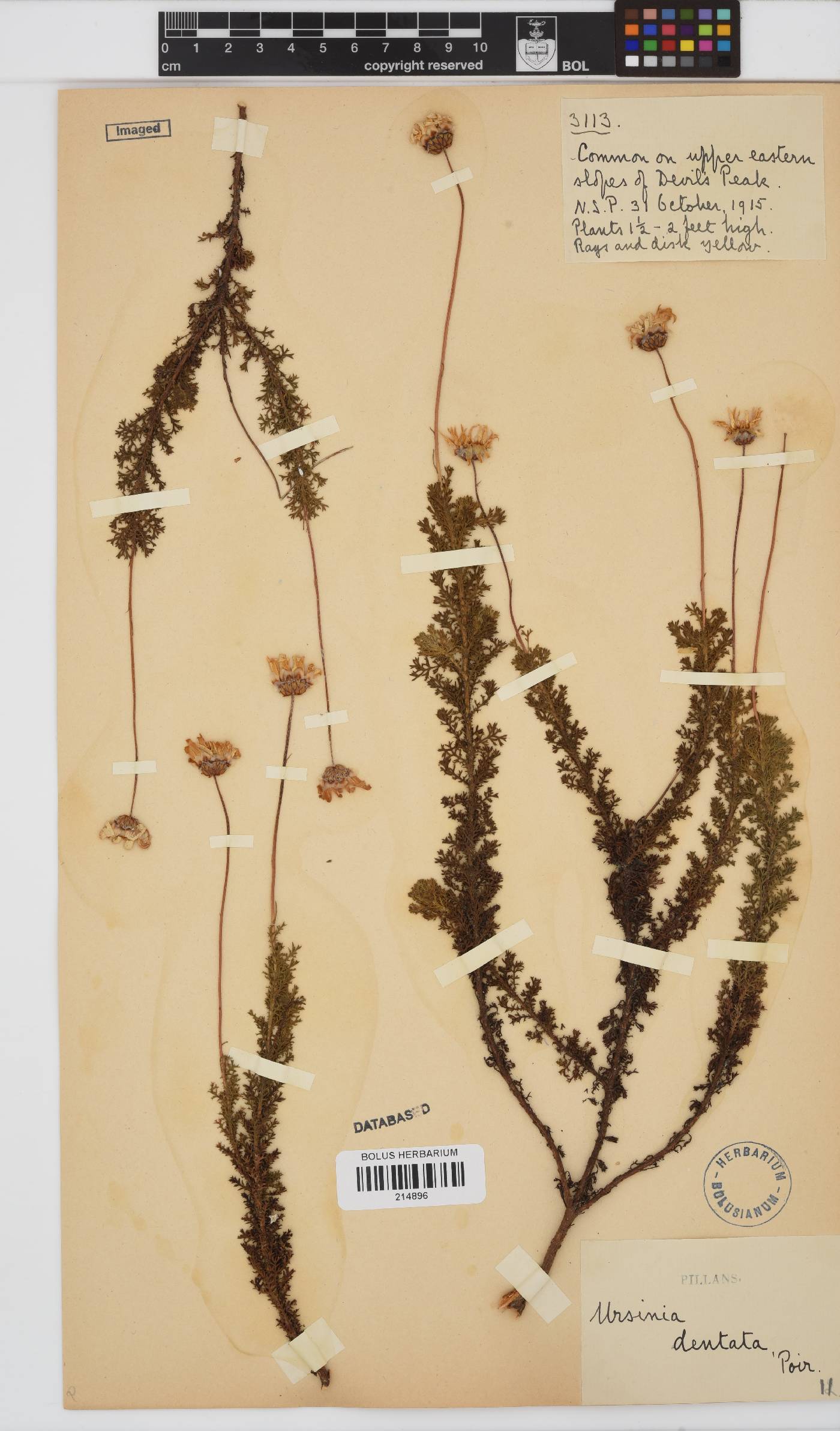 Ursinia dentata image