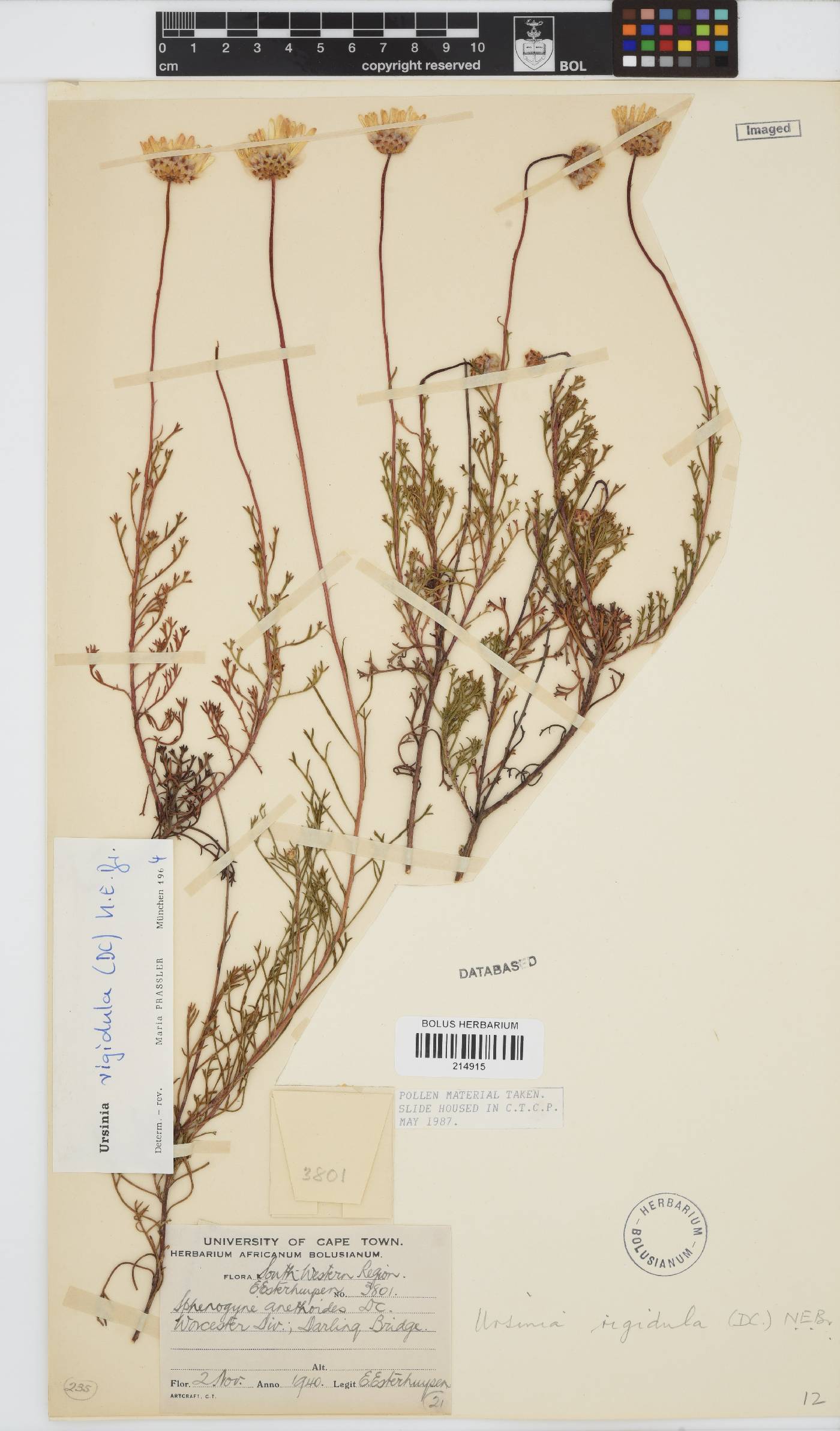 Ursinia rigidula image
