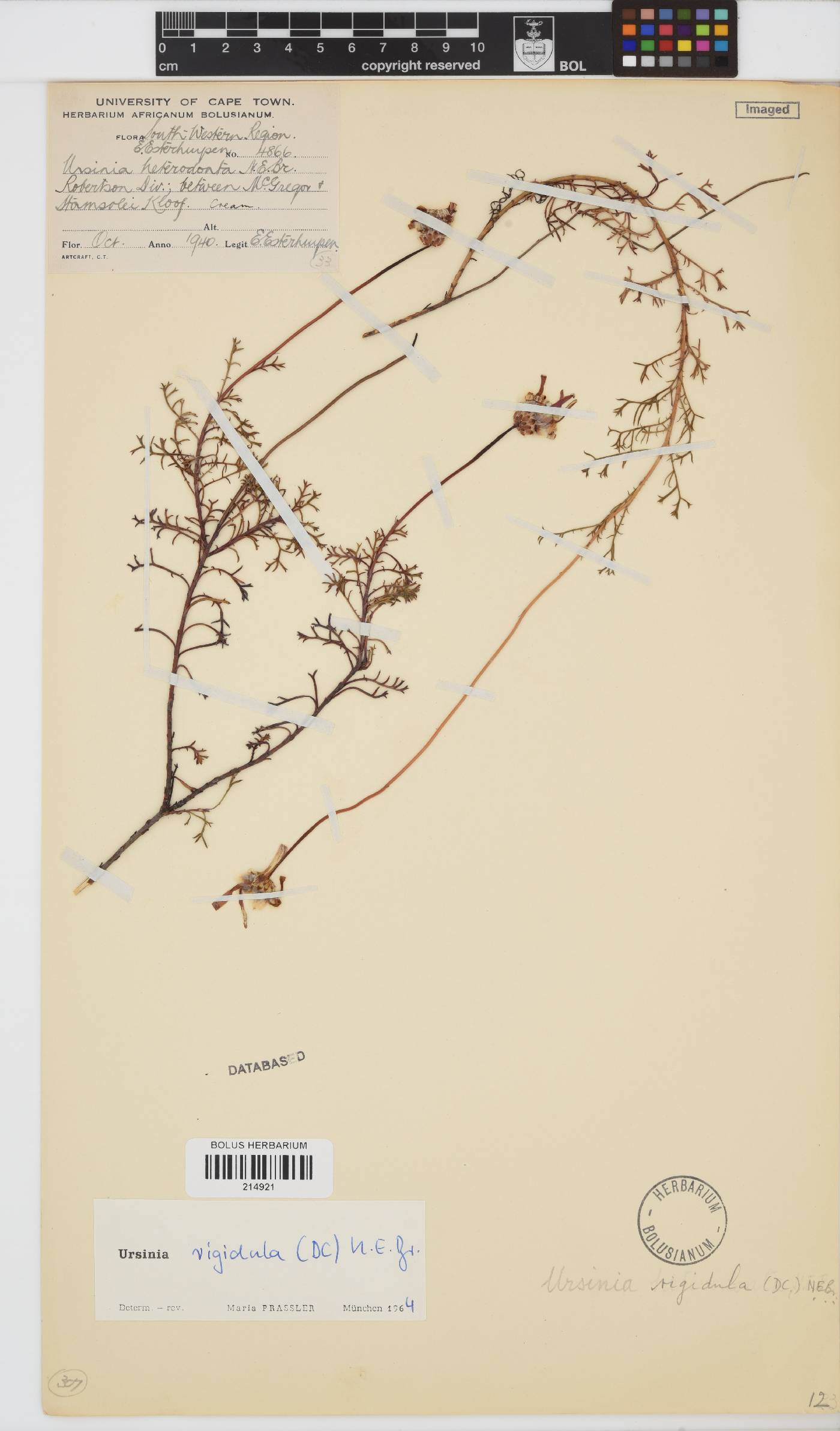Ursinia rigidula image