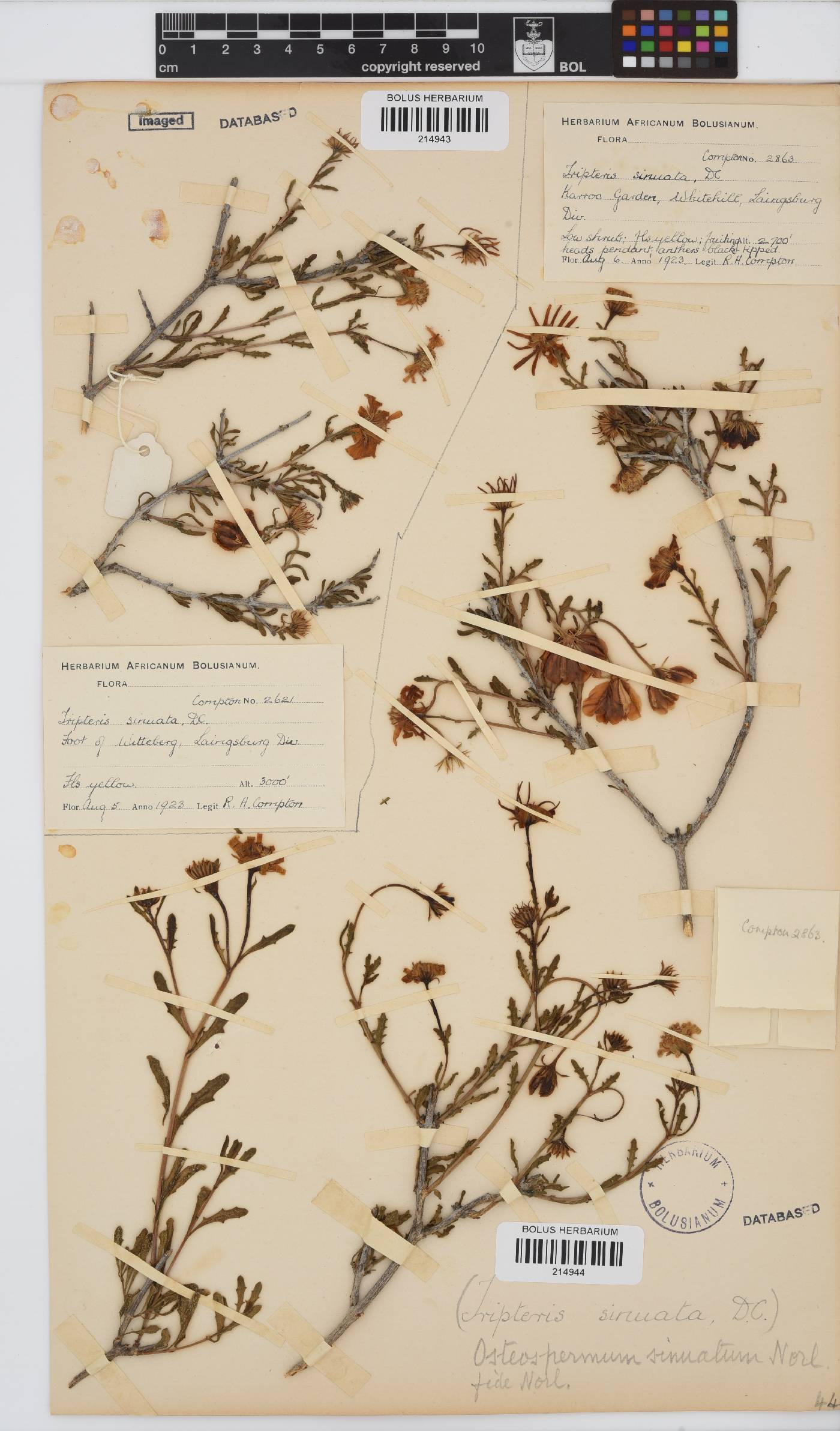 Osteospermum auriculatum image