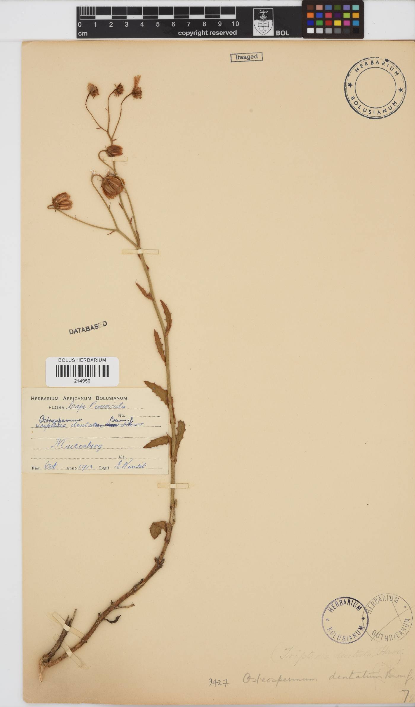Osteospermum dentatum image