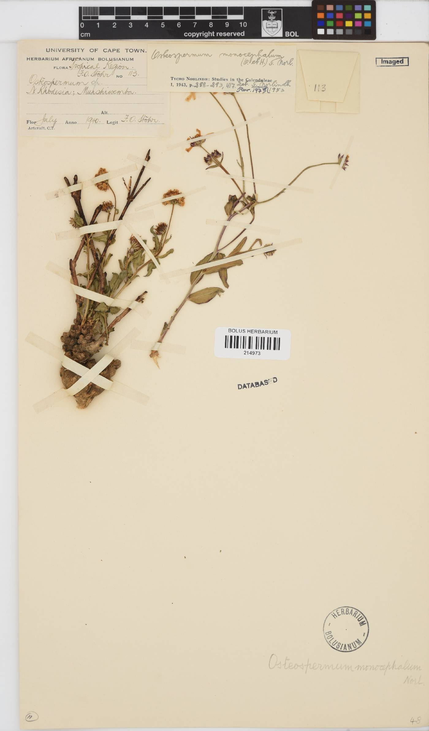 Osteospermum monocephalum image