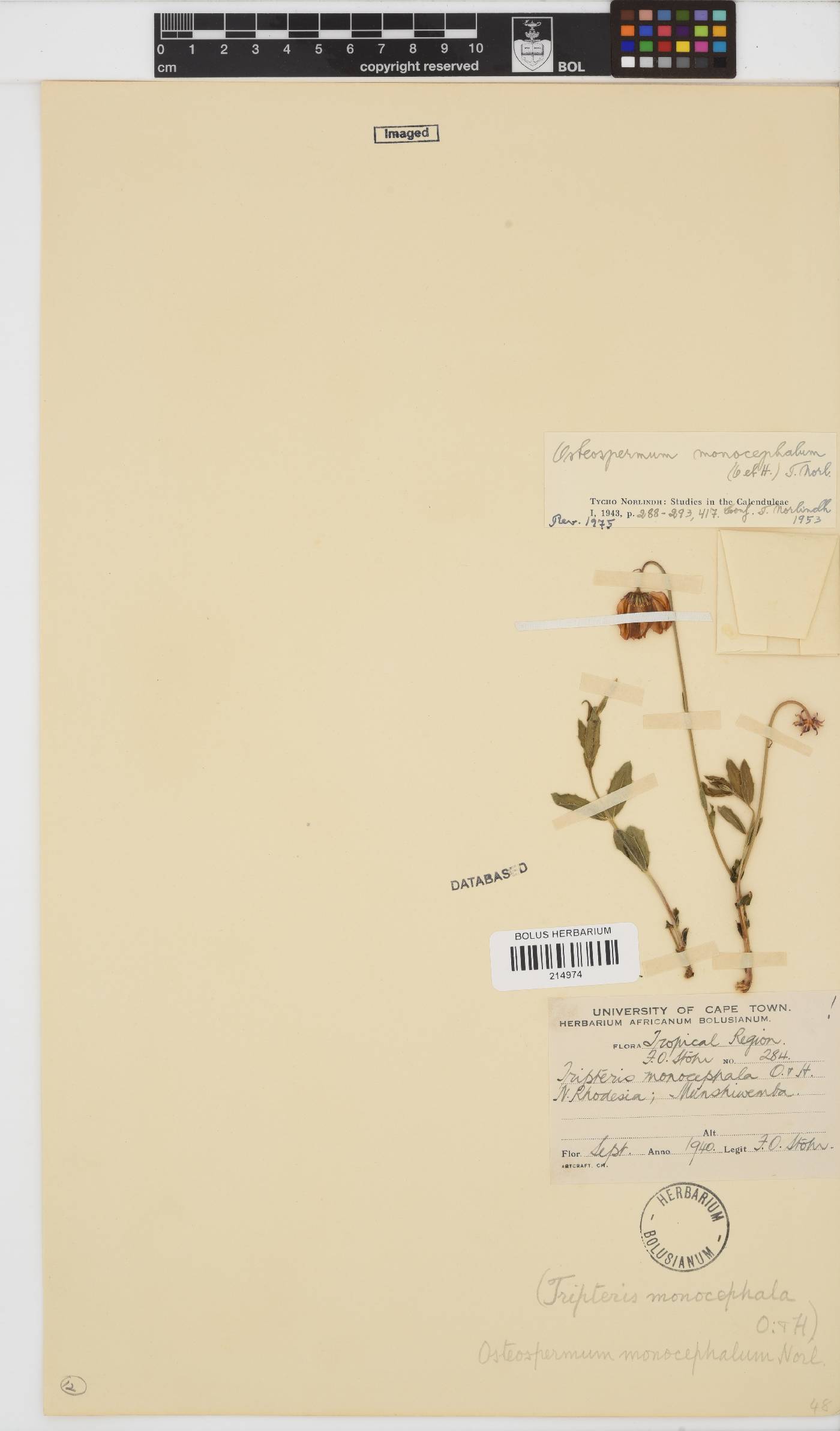 Osteospermum monocephalum image