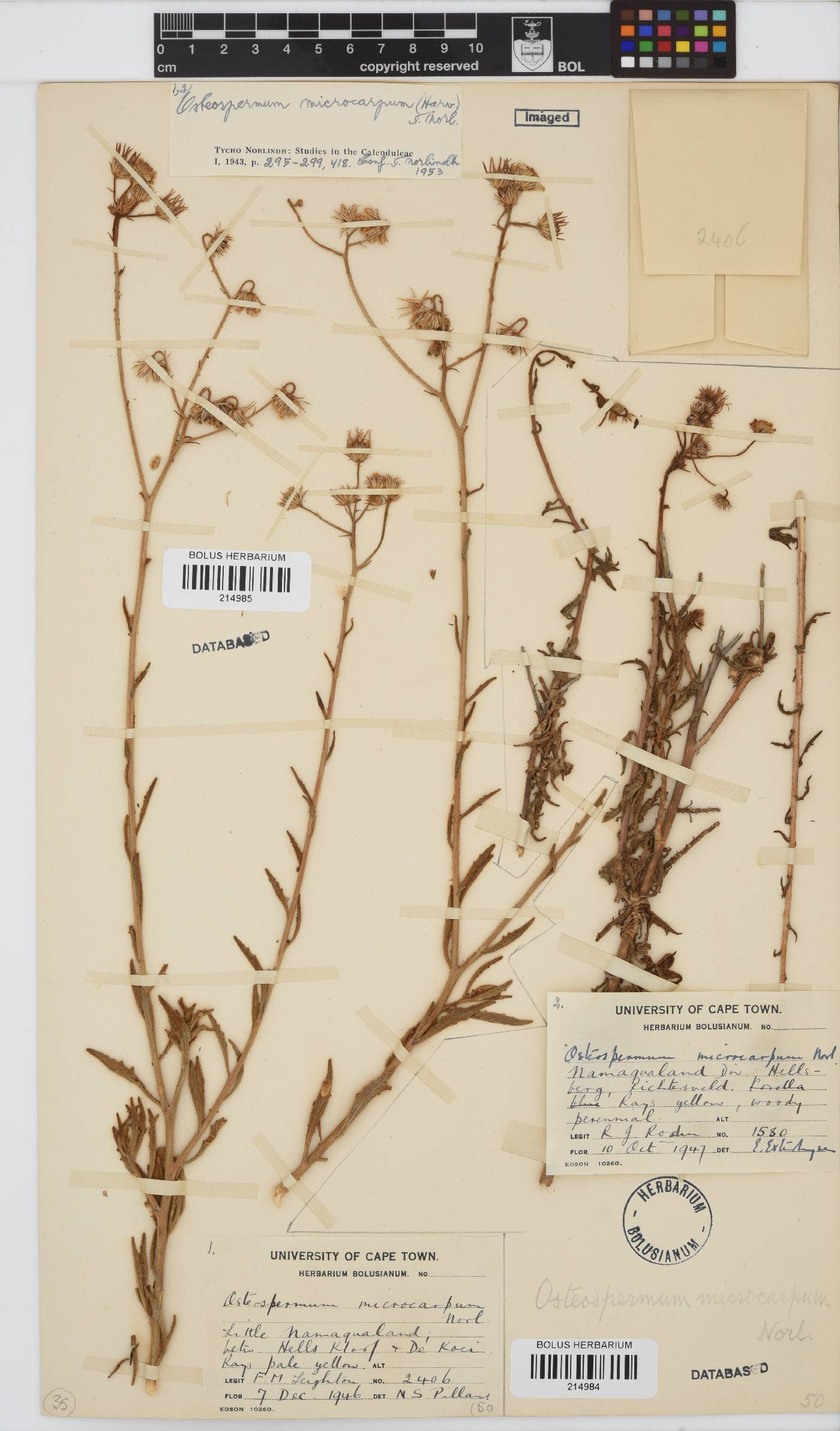 Osteospermum microcarpum image