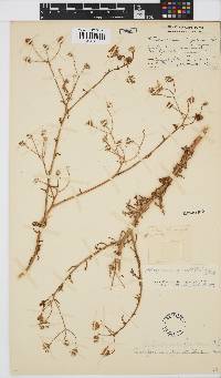 Osteospermum pinnatilobatum image