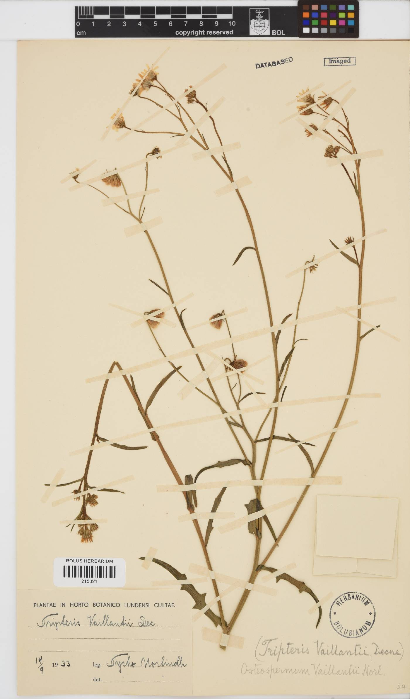 Osteospermum vaillantii image