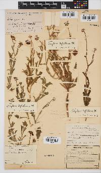 Osteospermum scariosum image