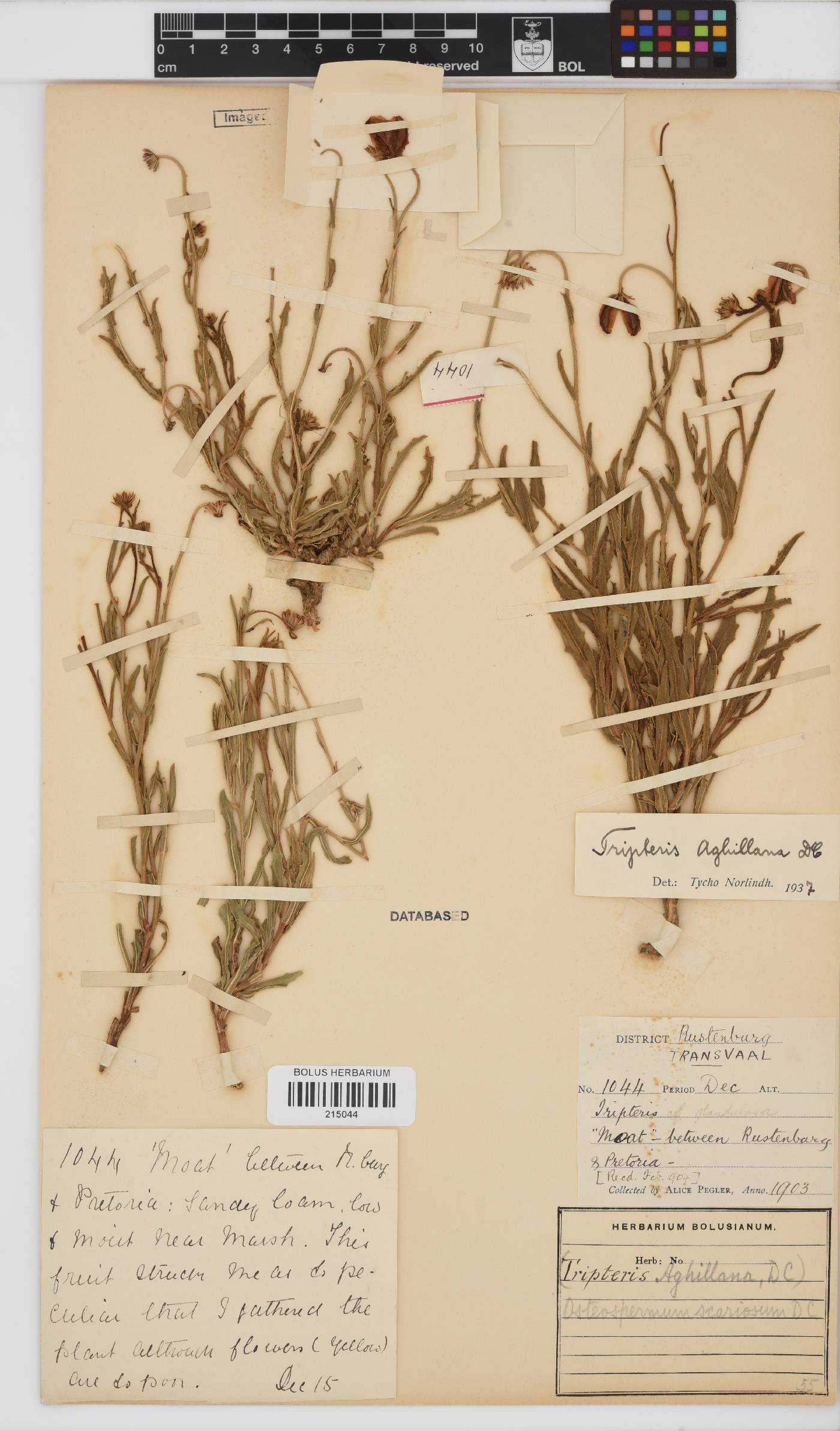 Osteospermum scariosum image