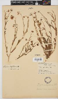 Osteospermum scariosum var. scariosum image