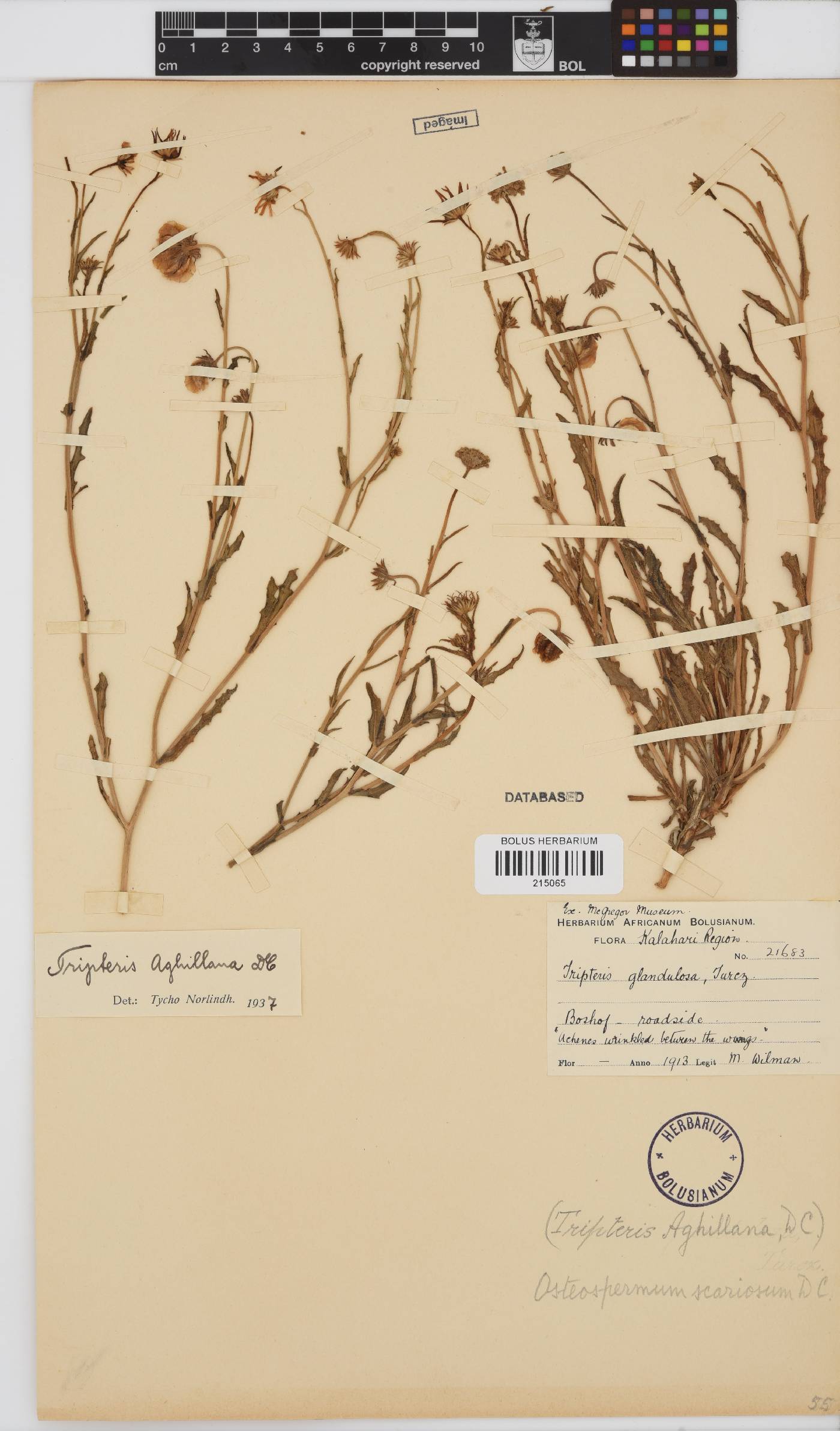 Osteospermum image