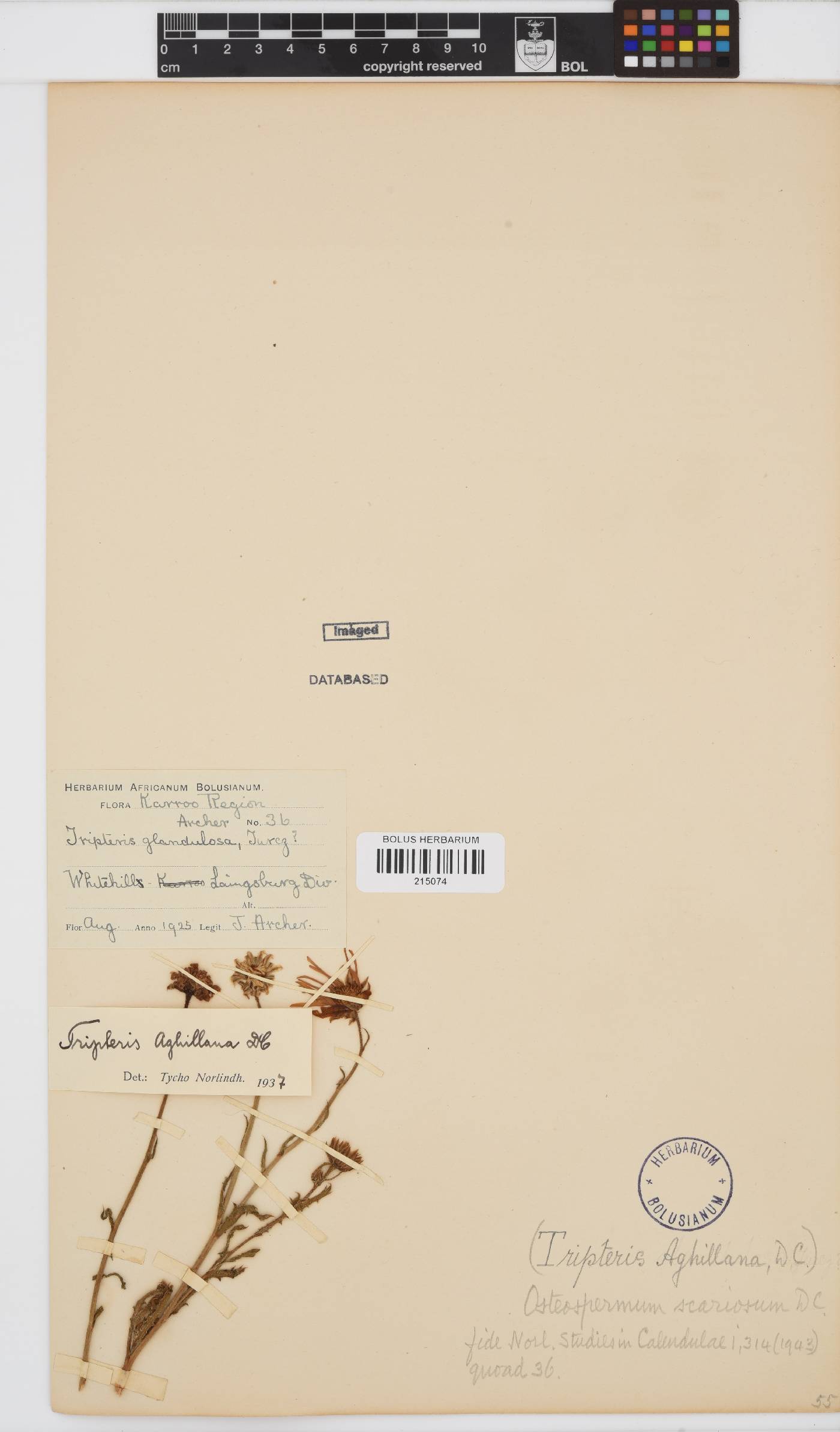 Osteospermum scariosum var. scariosum image