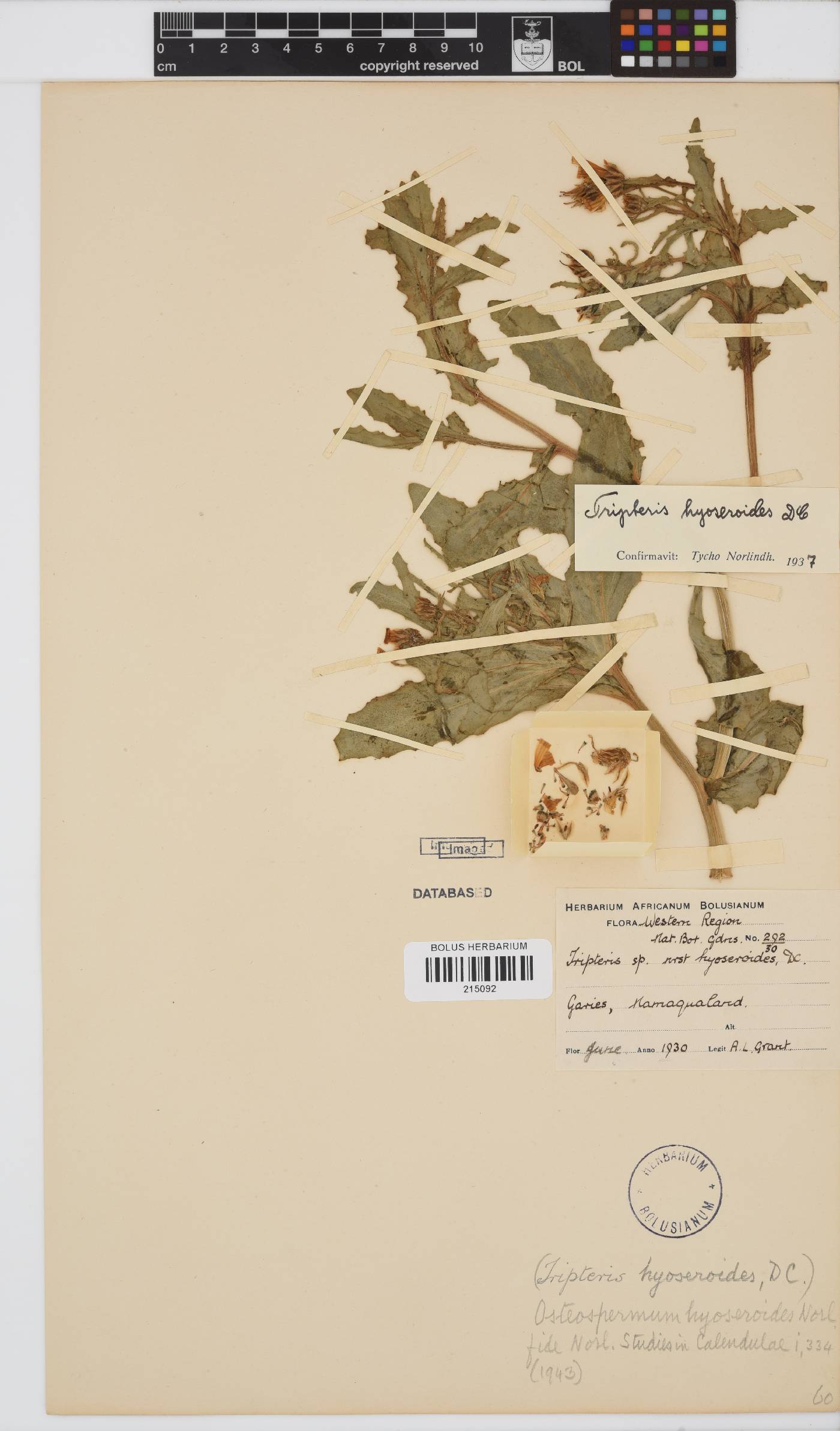 Osteospermum hyoseroides image