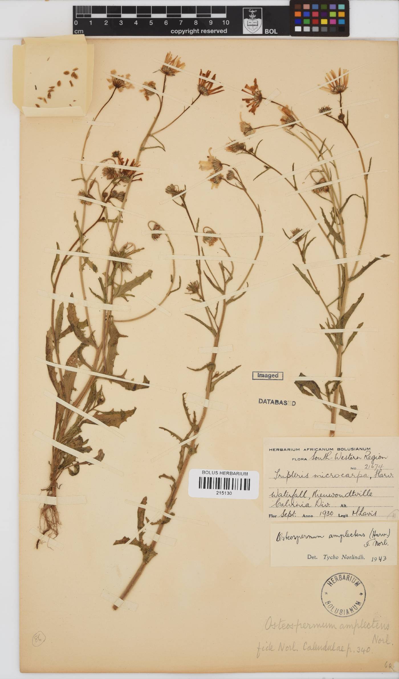 Osteospermum amplectens image