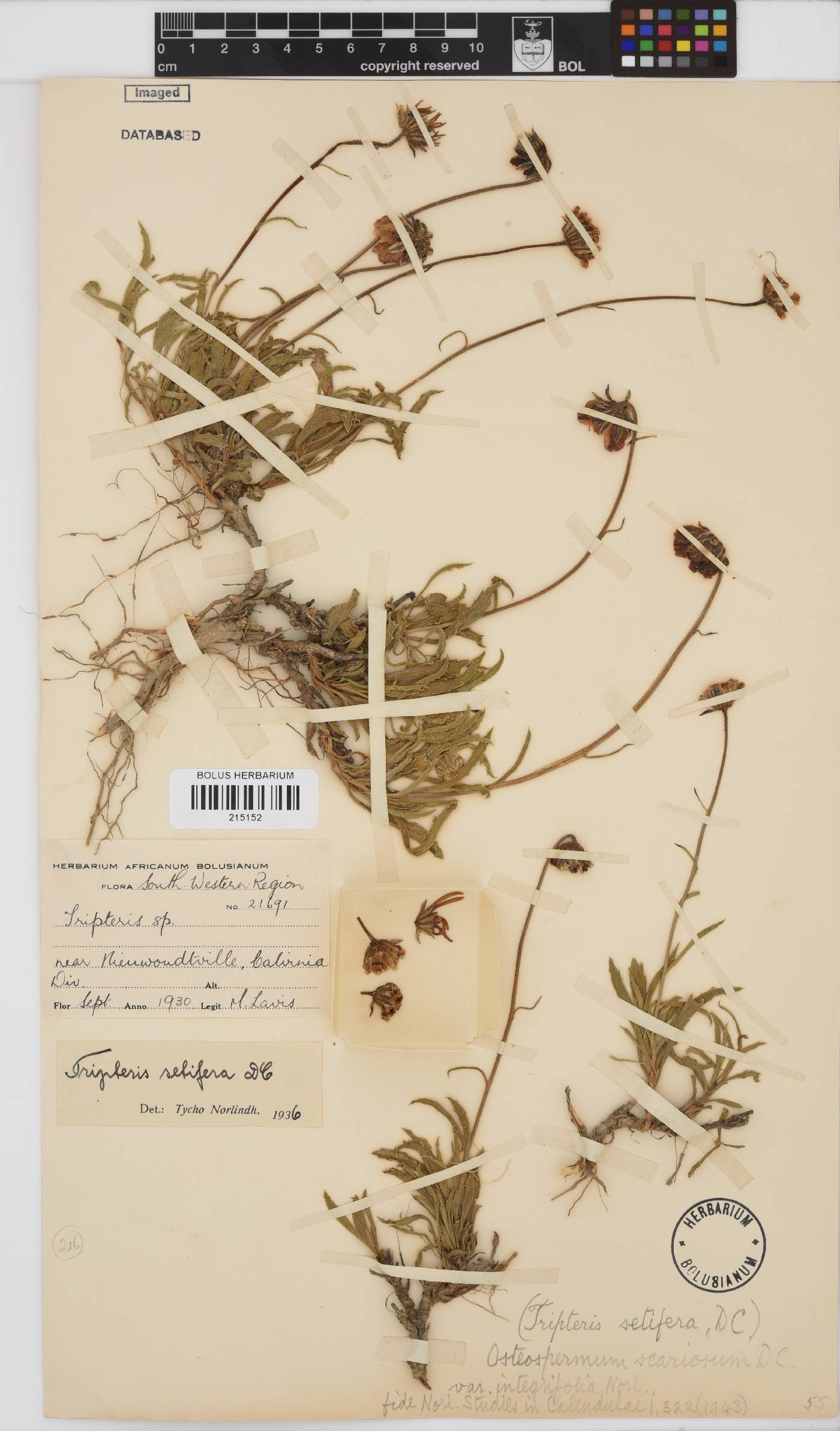 Osteospermum scariosum var. integrifolium image