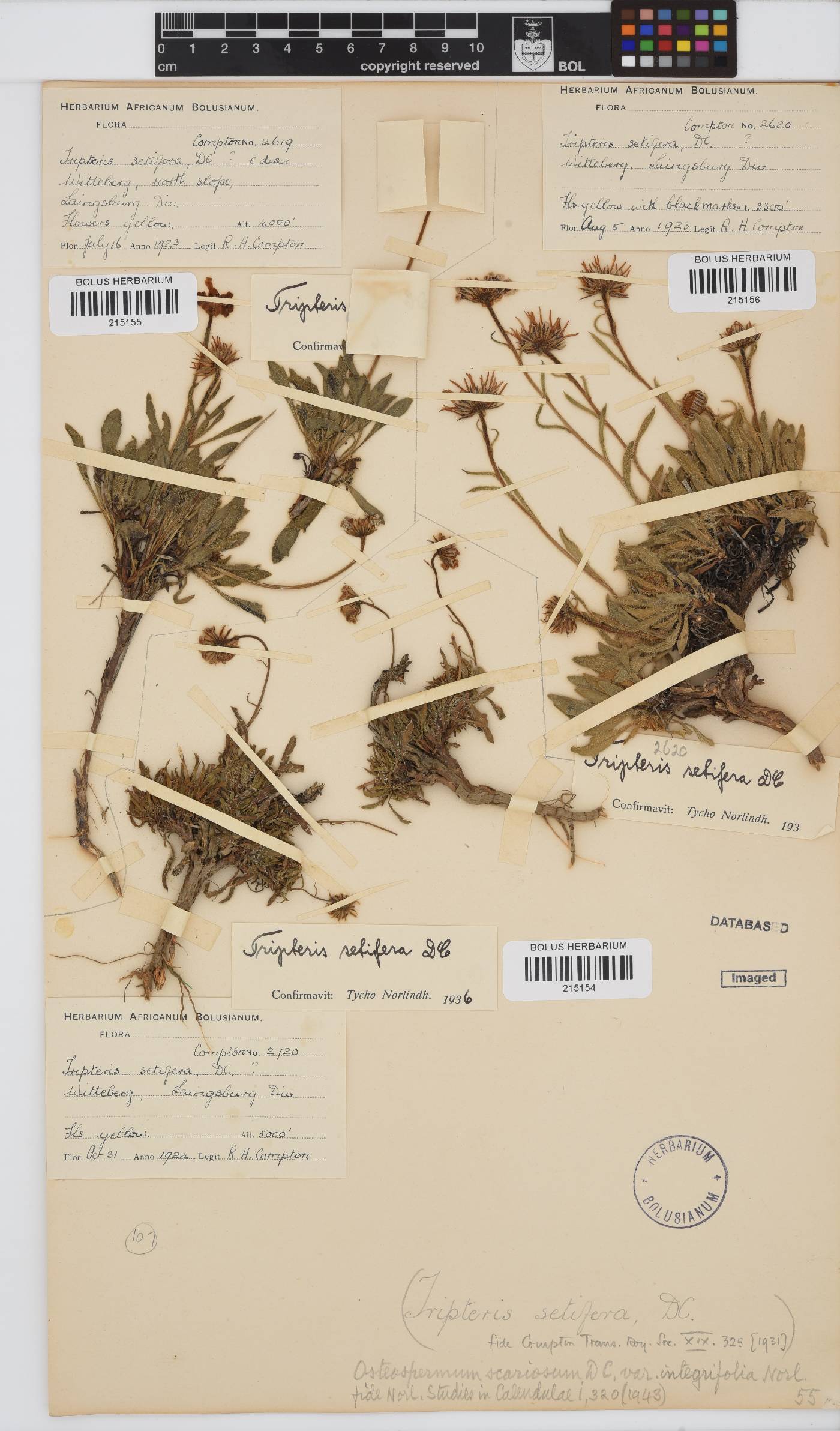 Osteospermum scariosum var. integrifolium image