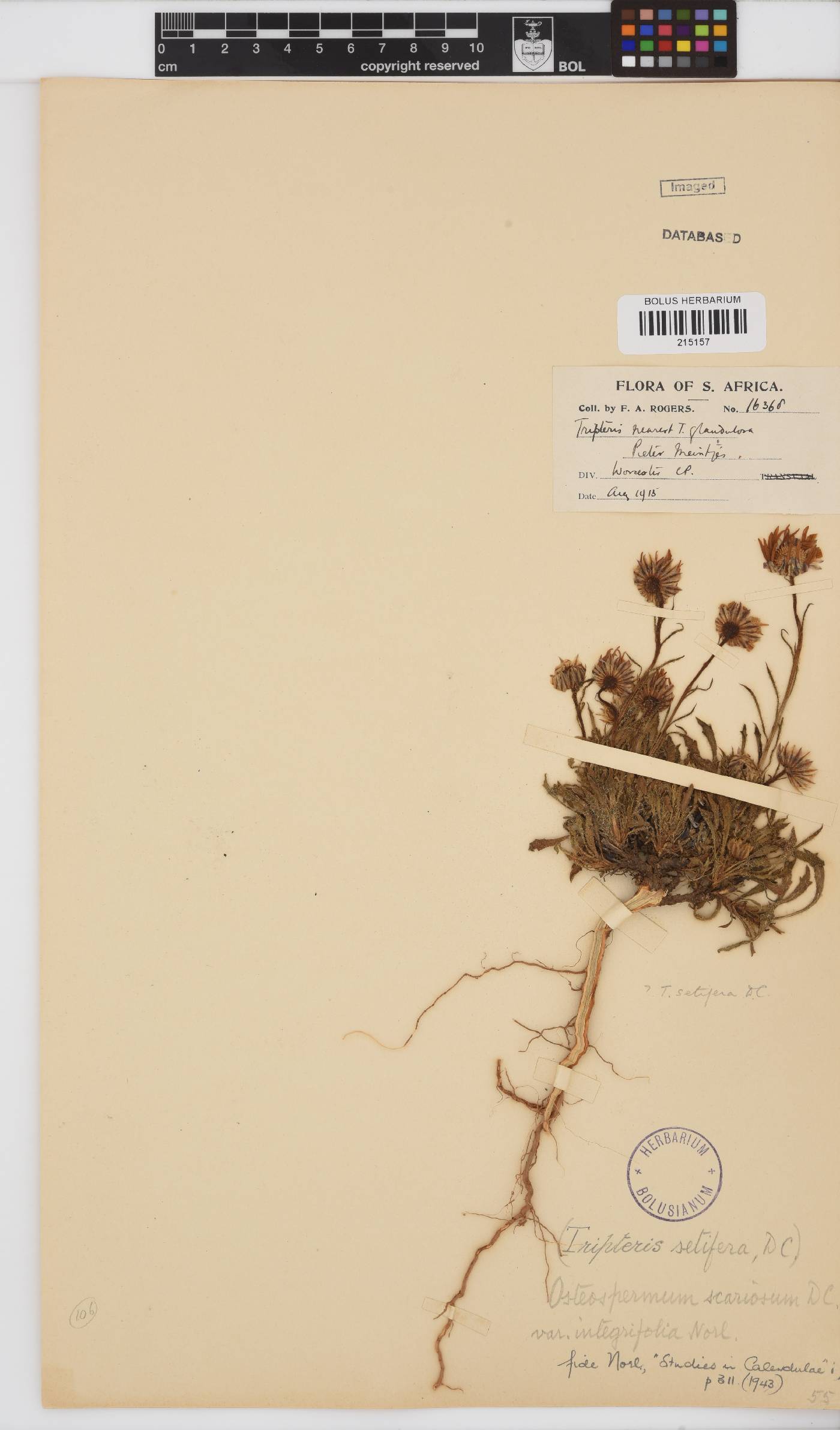 Osteospermum scariosum var. integrifolium image