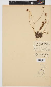 Image of Osteospermum spathulatum