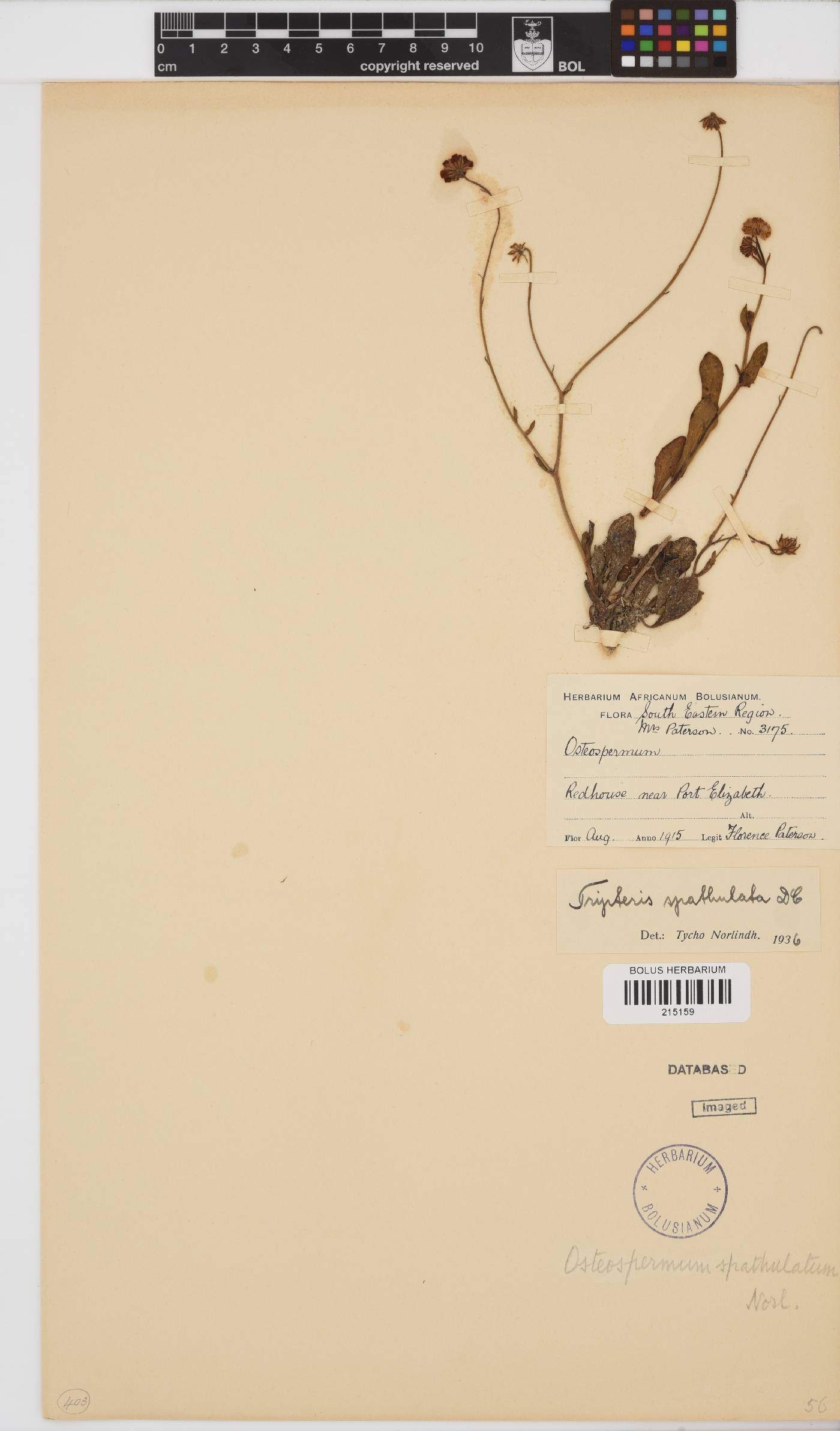 Osteospermum spathulatum image