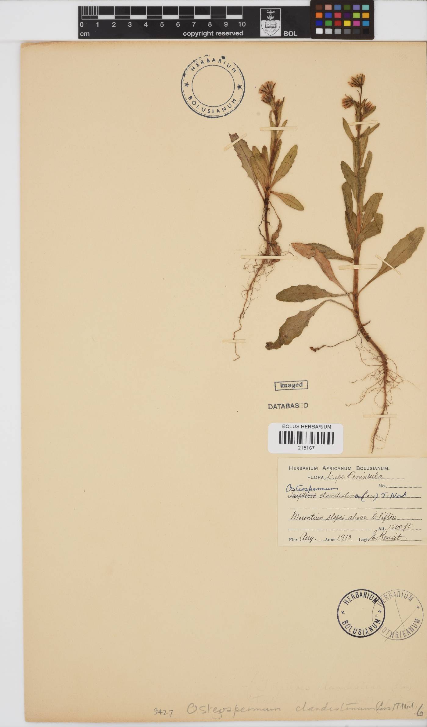 Osteospermum monstrosum image