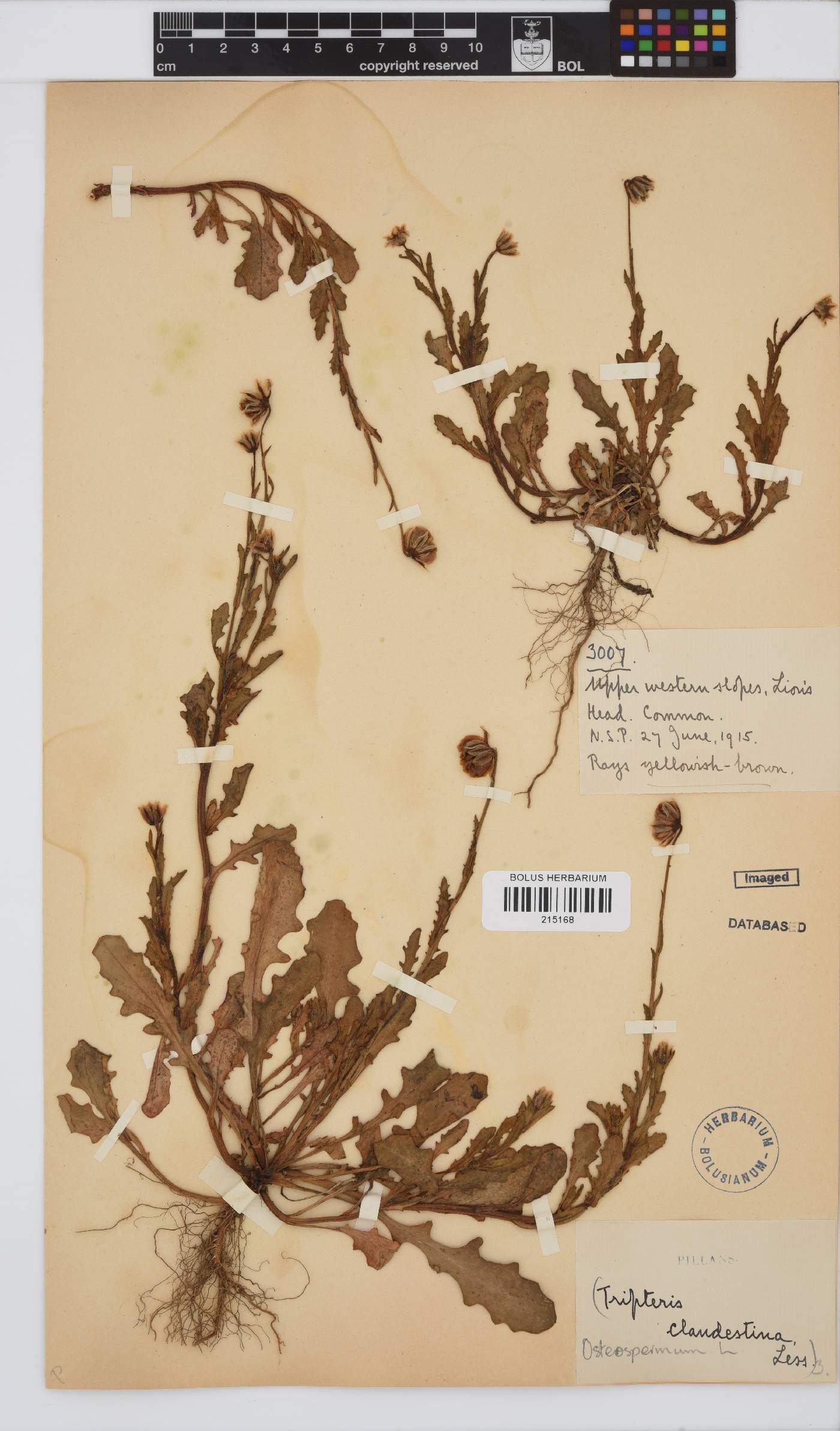 Osteospermum monstrosum image