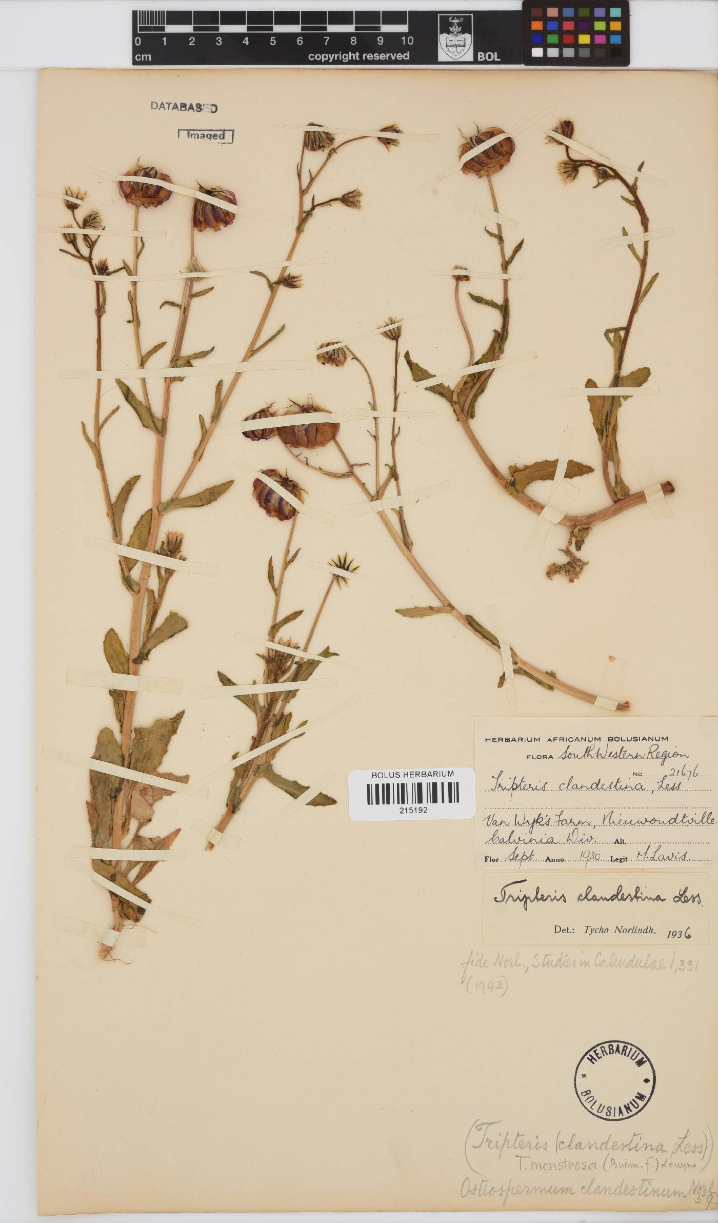 Osteospermum monstrosum image