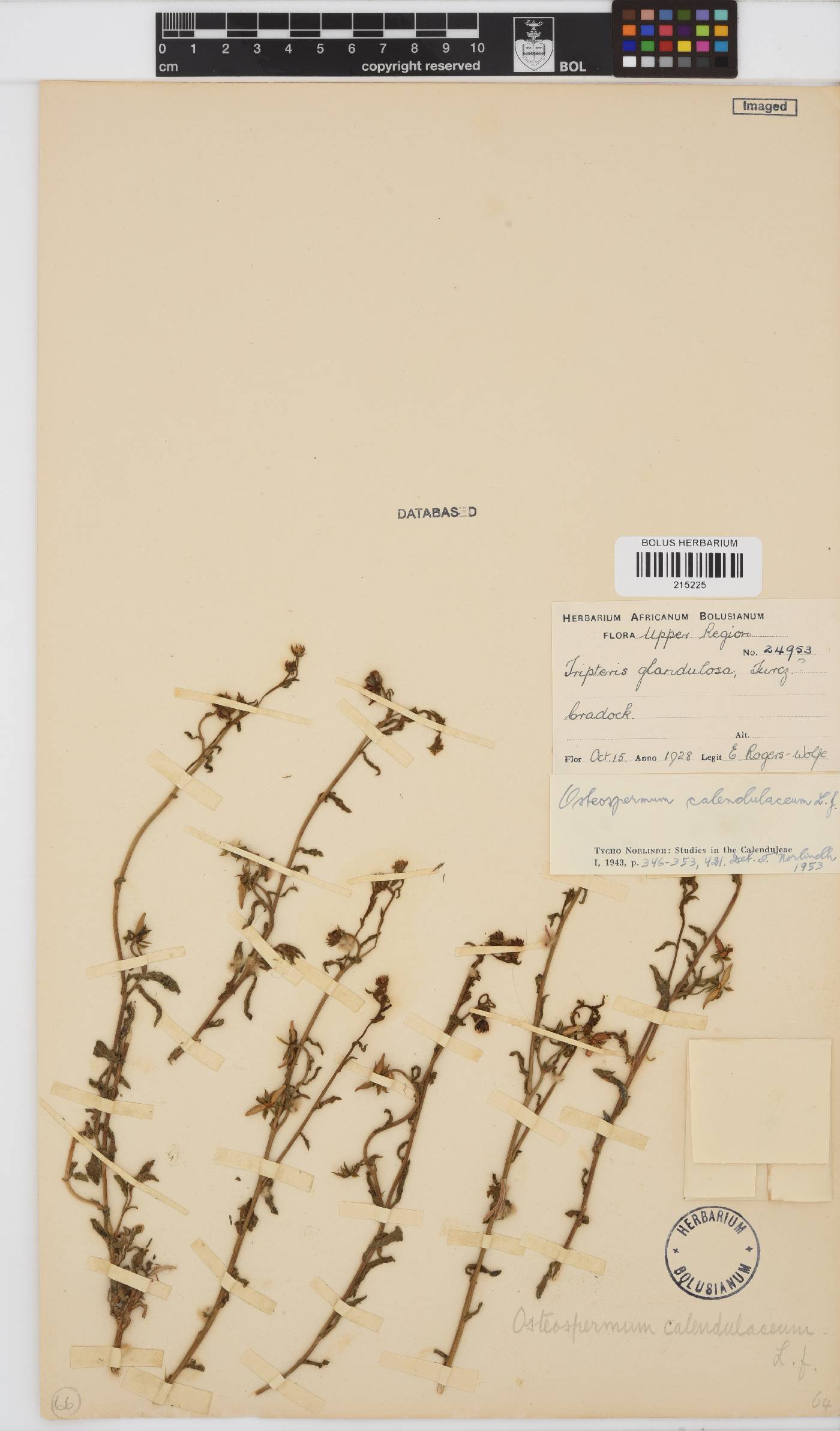 Osteospermum calendulaceum image