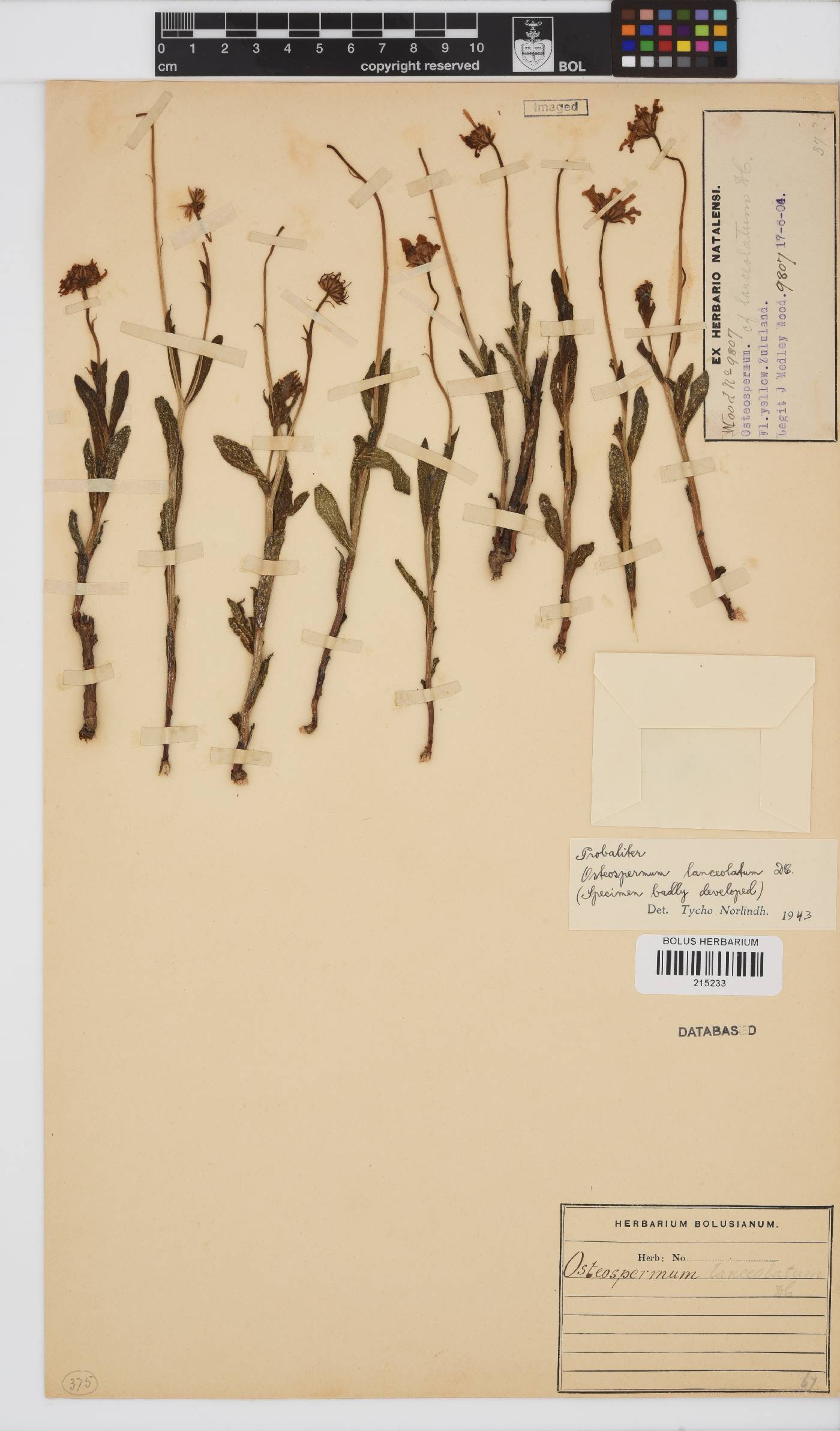 Osteospermum lanceolatum image