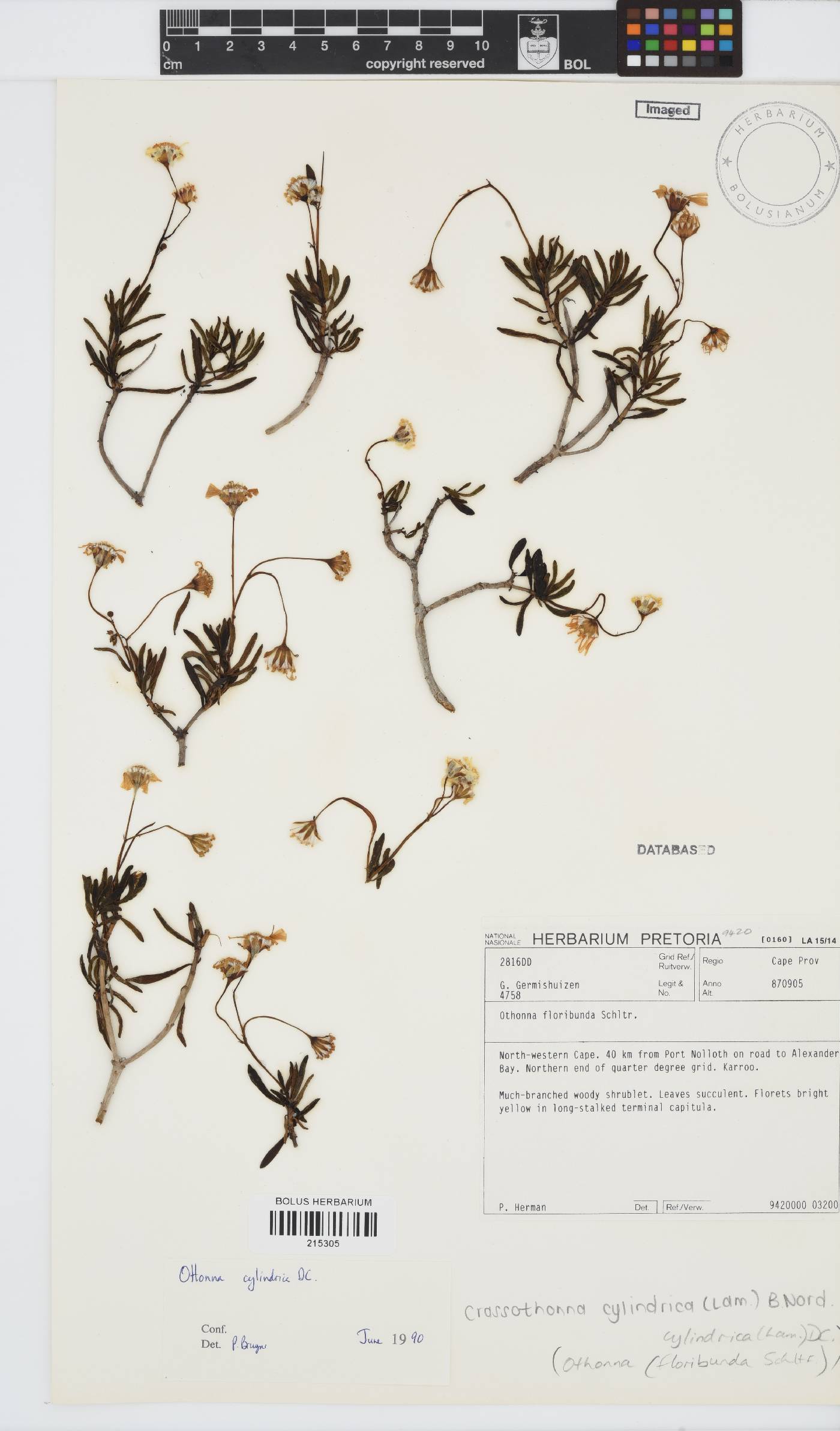 Crassothonna cylindrica image