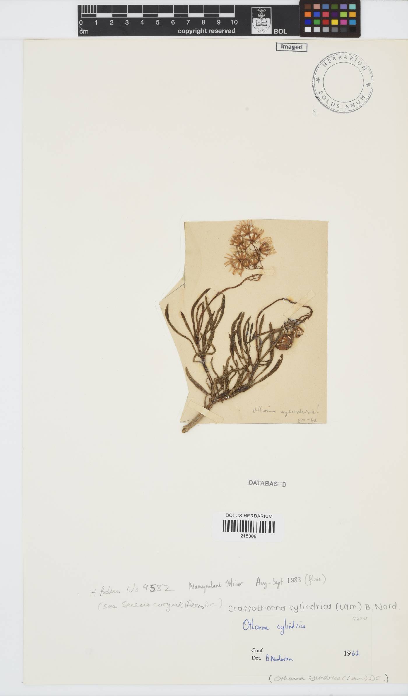 Crassothonna cylindrica image