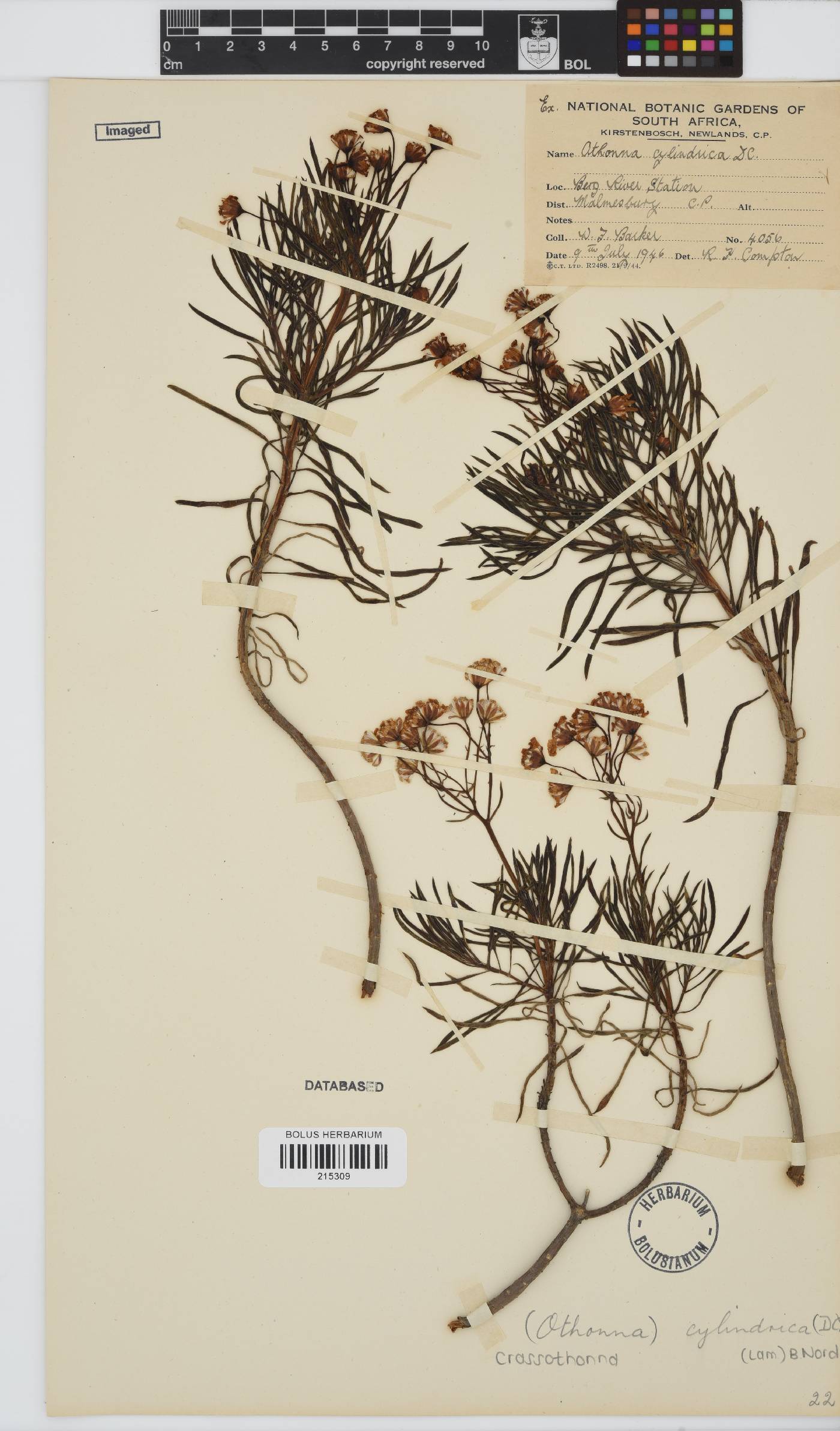 Crassothonna cylindrica image
