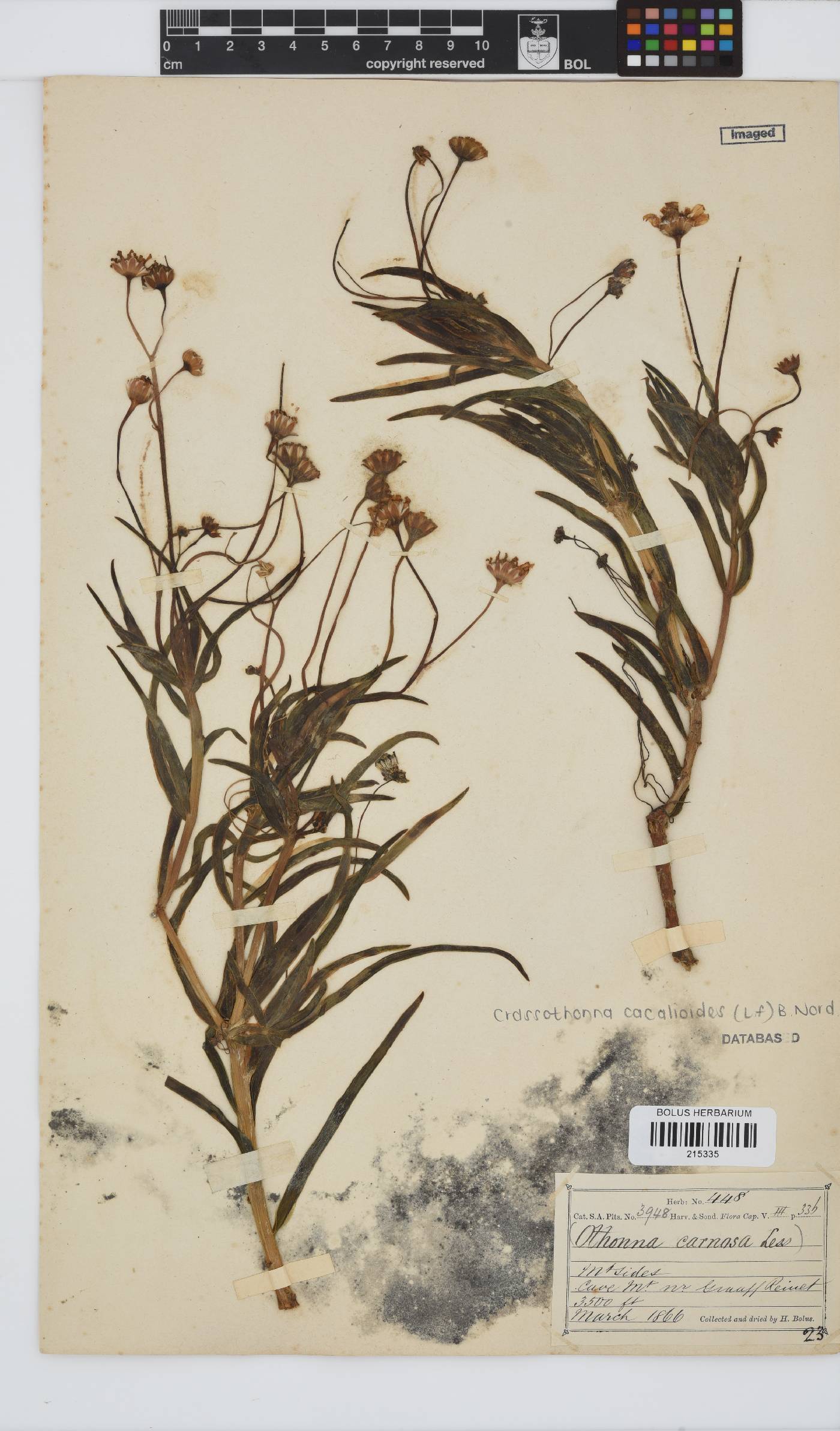 Crassothonna cacalioides image