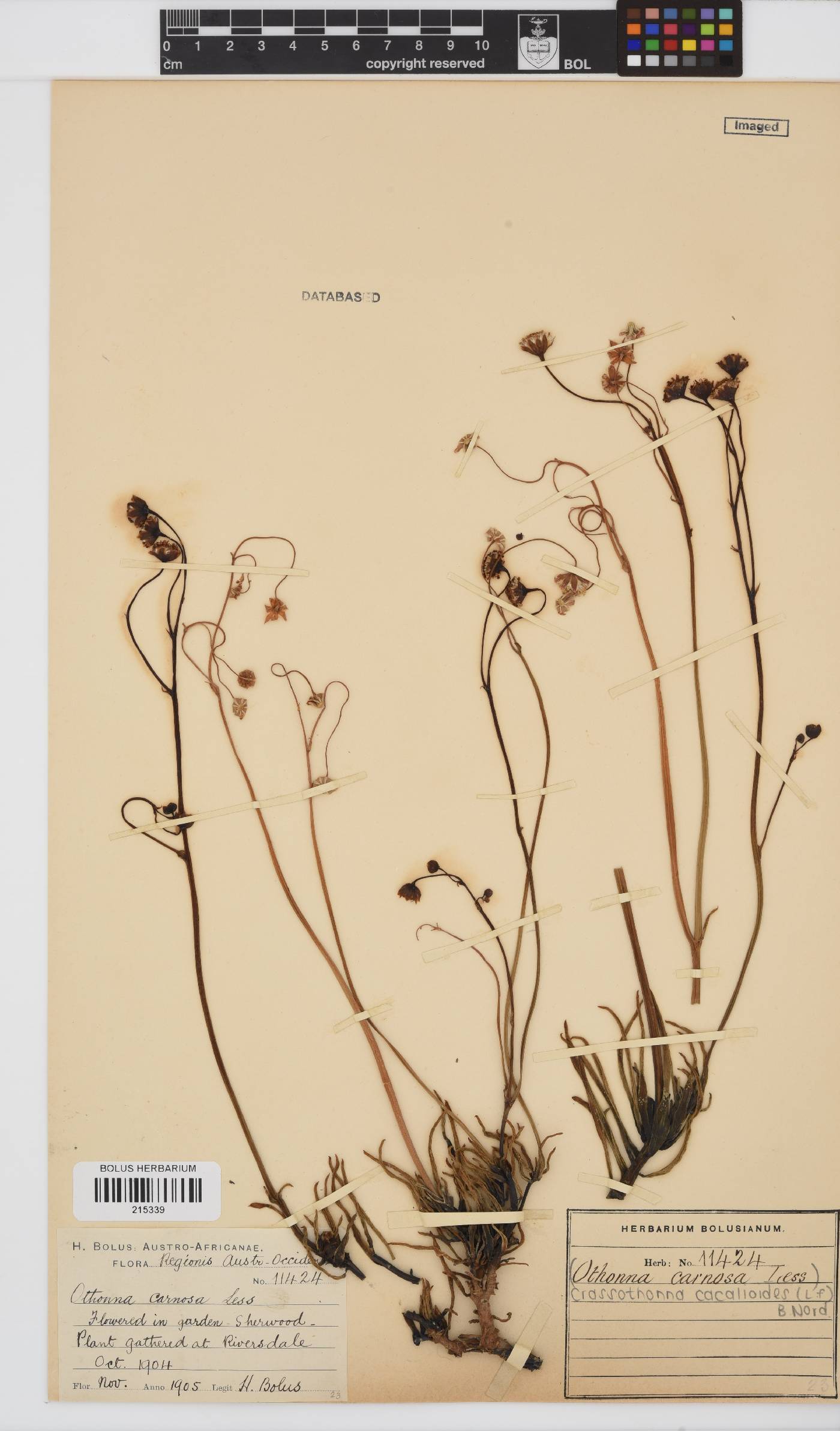 Crassothonna cacalioides image