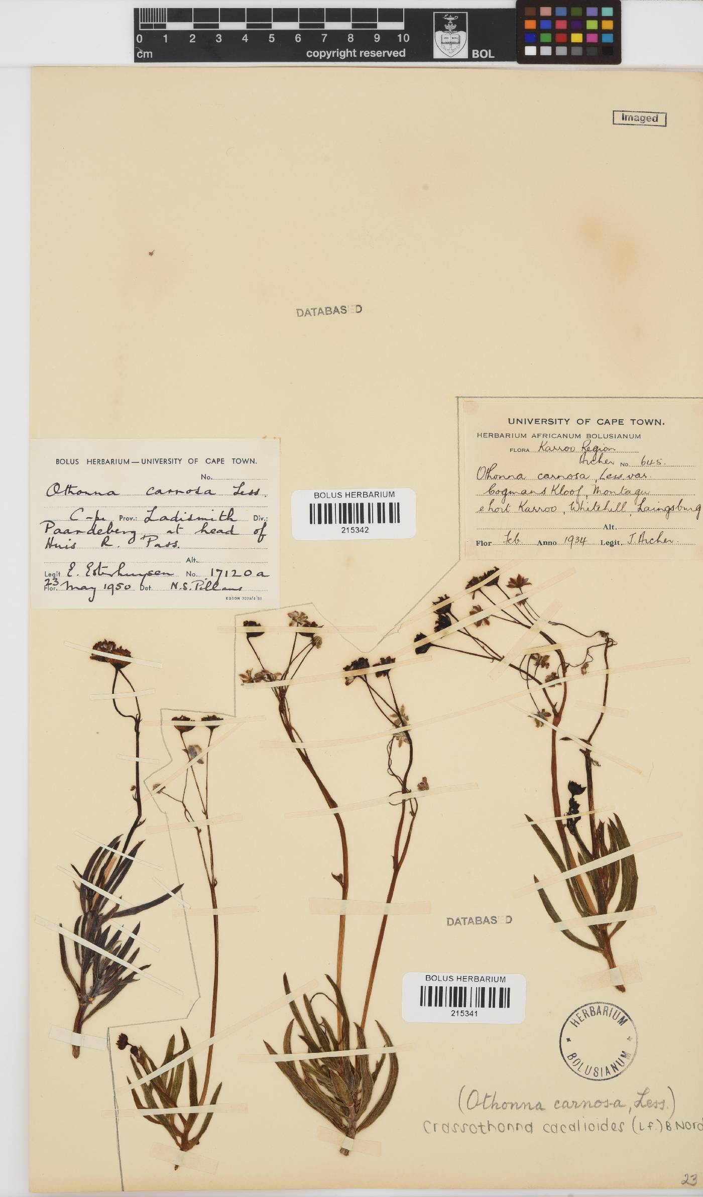 Crassothonna image