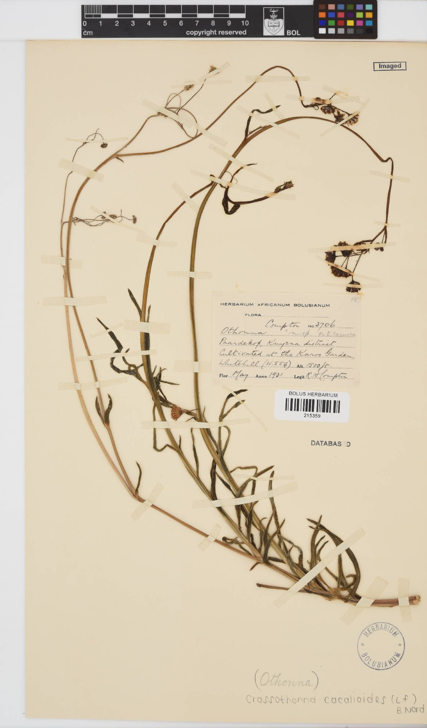 Crassothonna cacalioides image