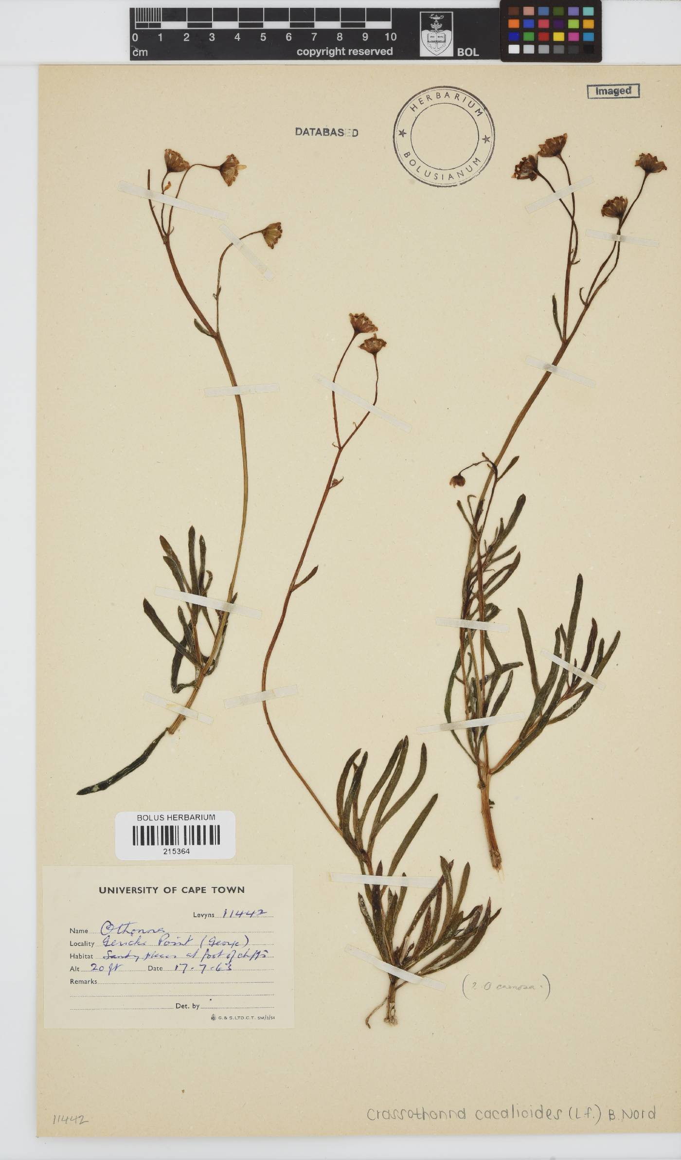 Crassothonna cacalioides image