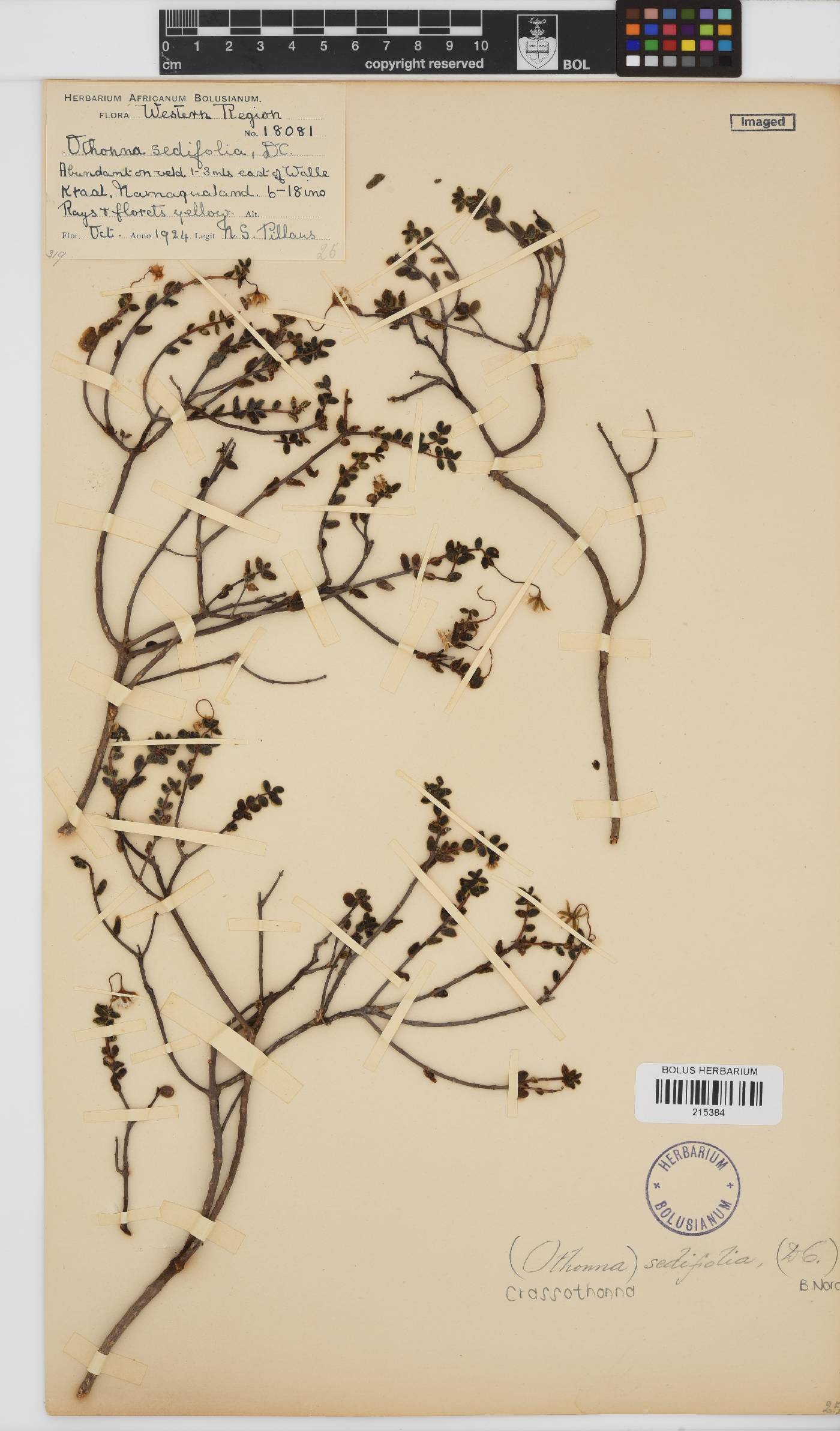 Crassothonna sedifolia image