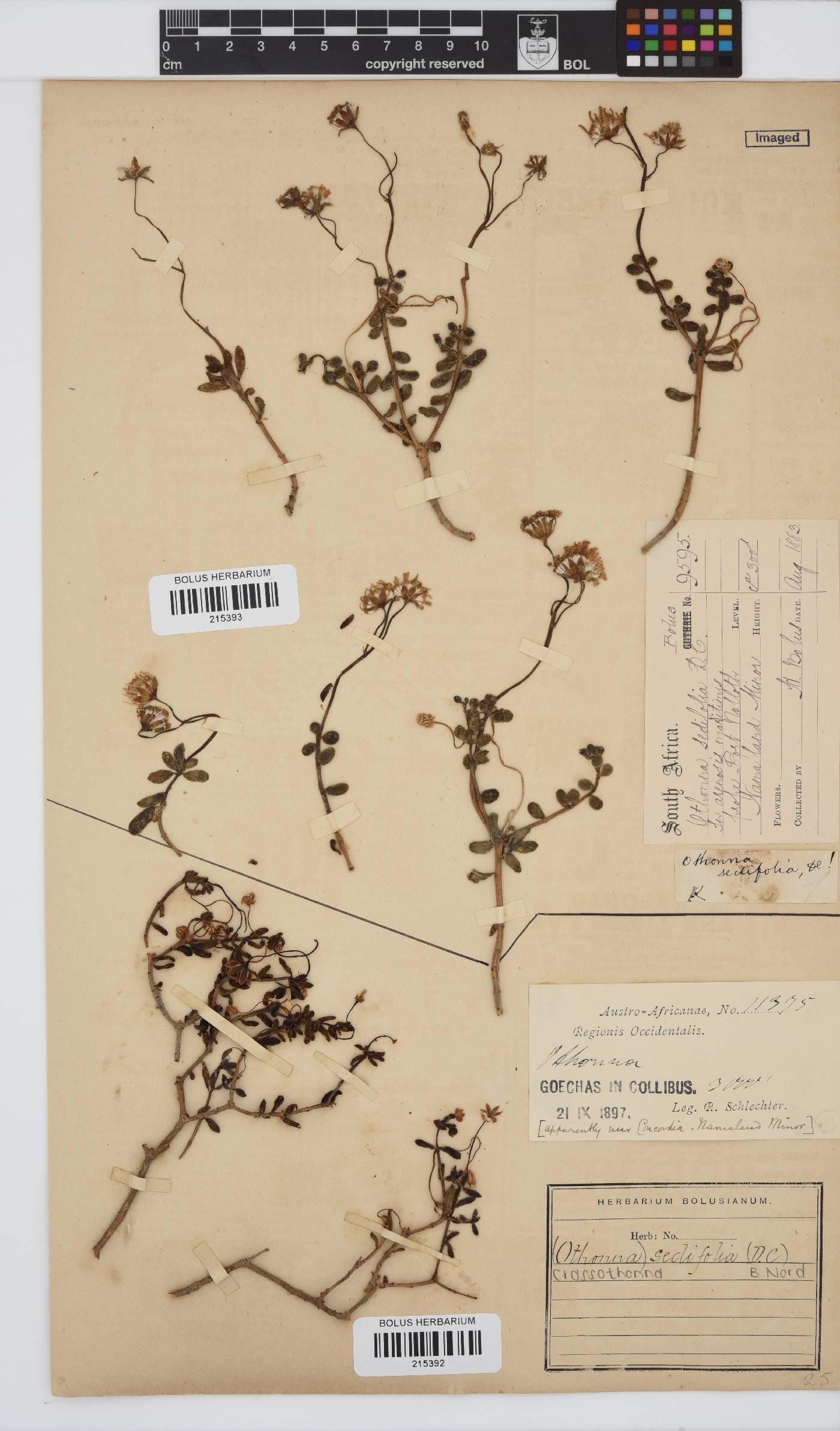 Crassothonna sedifolia image