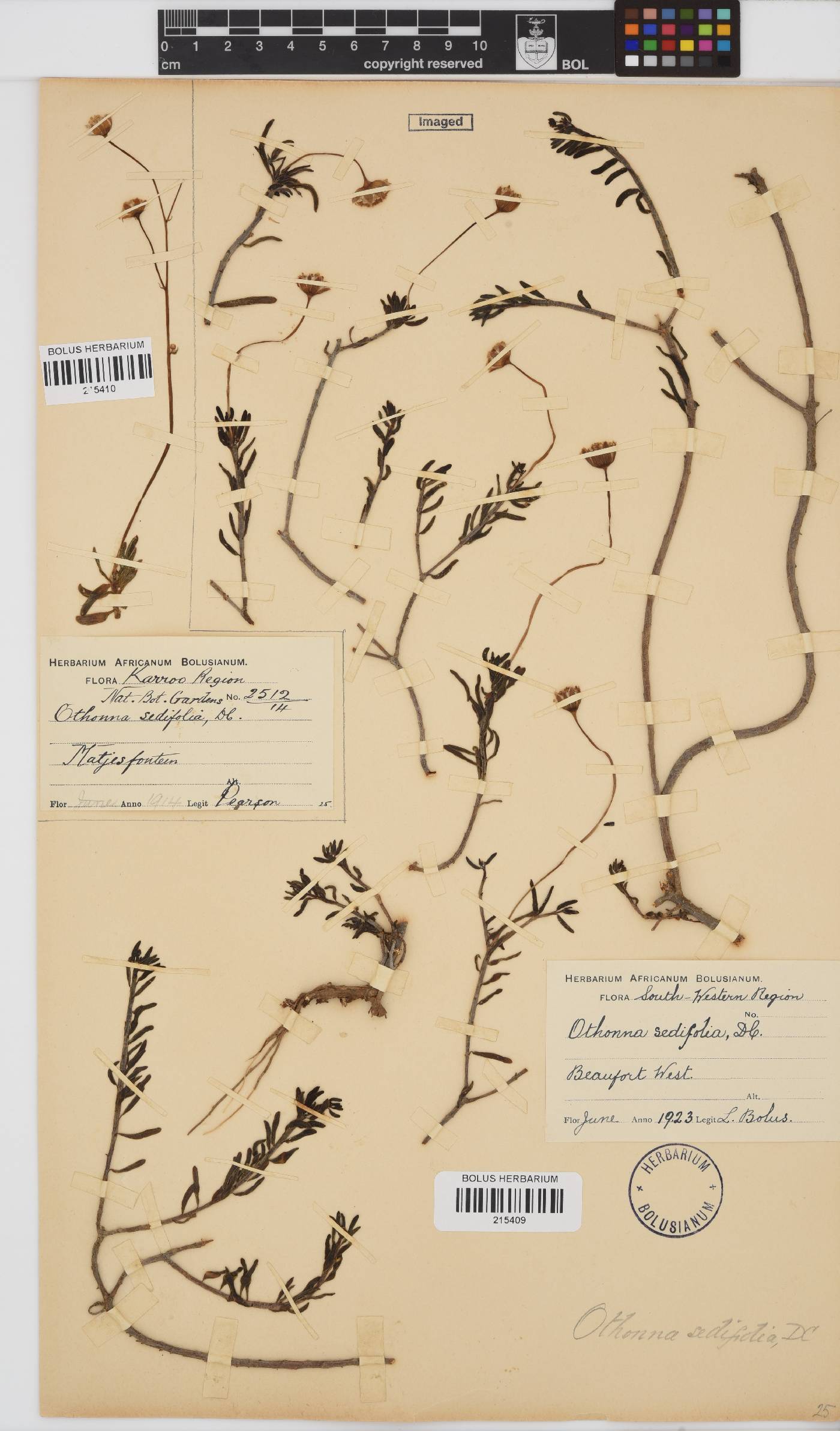 Crassothonna sedifolia image