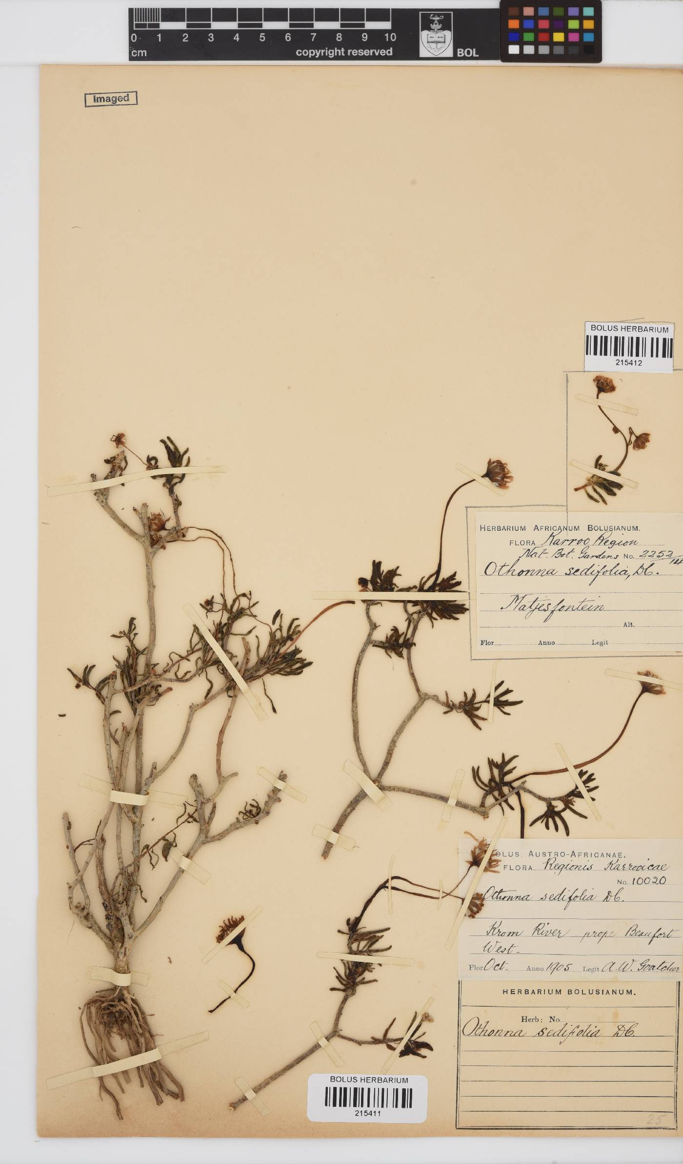 Crassothonna sedifolia image