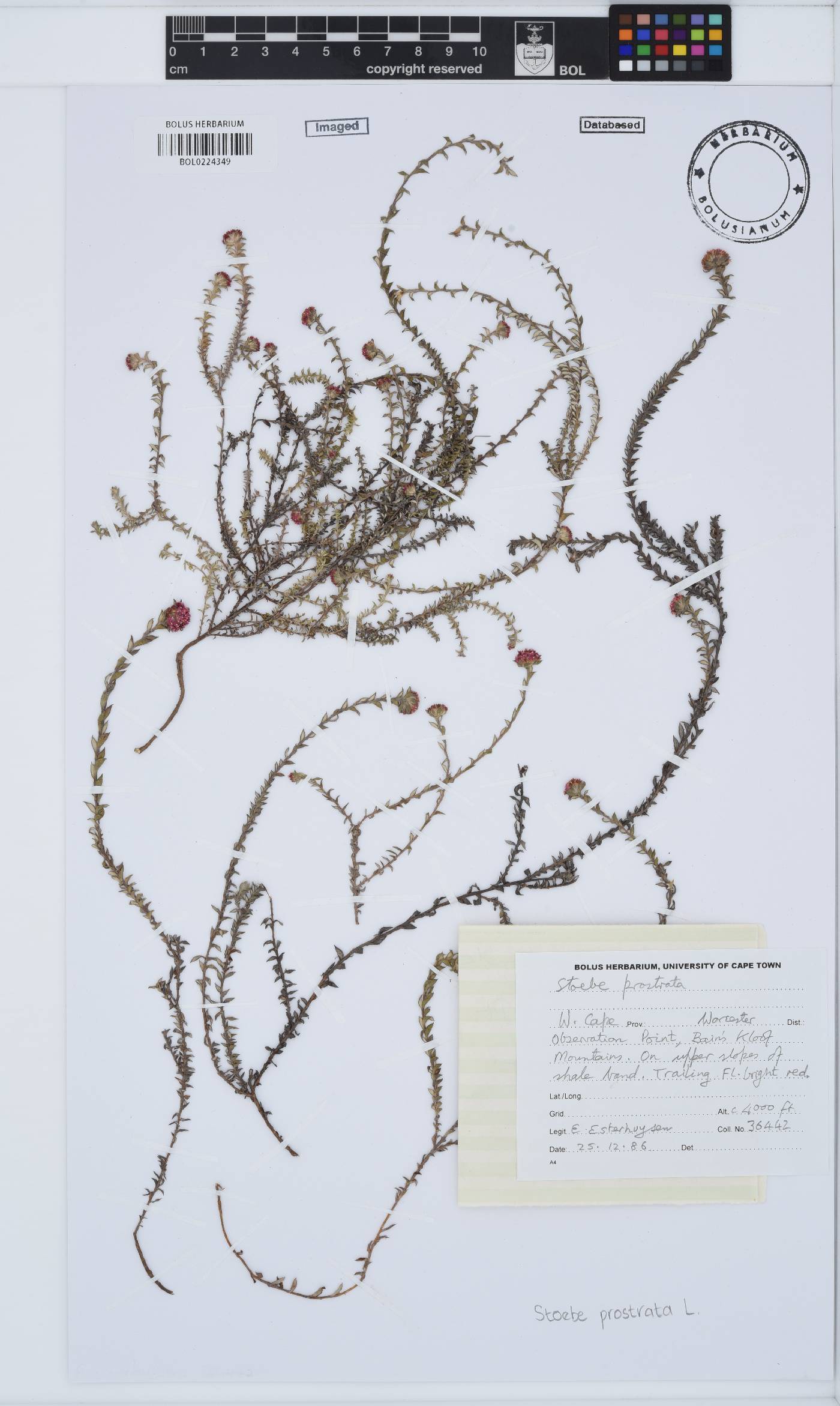 Stoebe prostrata image