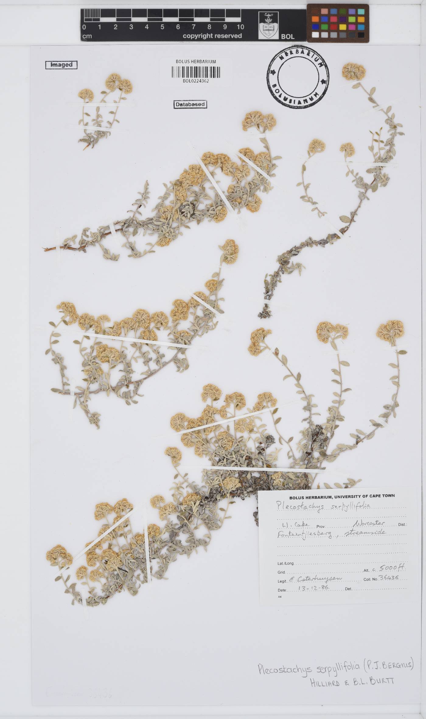 Plecostachys image