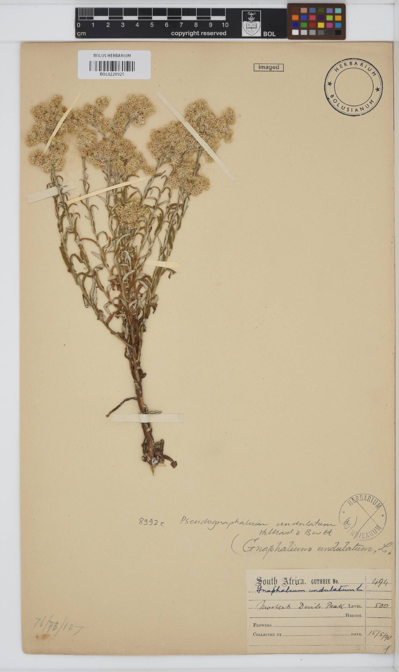 Pseudognaphalium undulatum image