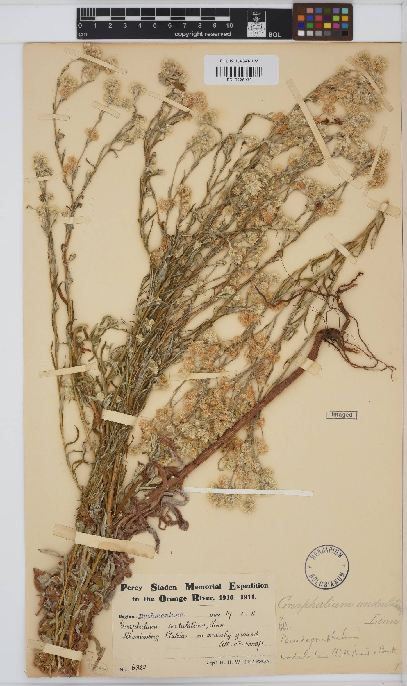 Pseudognaphalium undulatum image