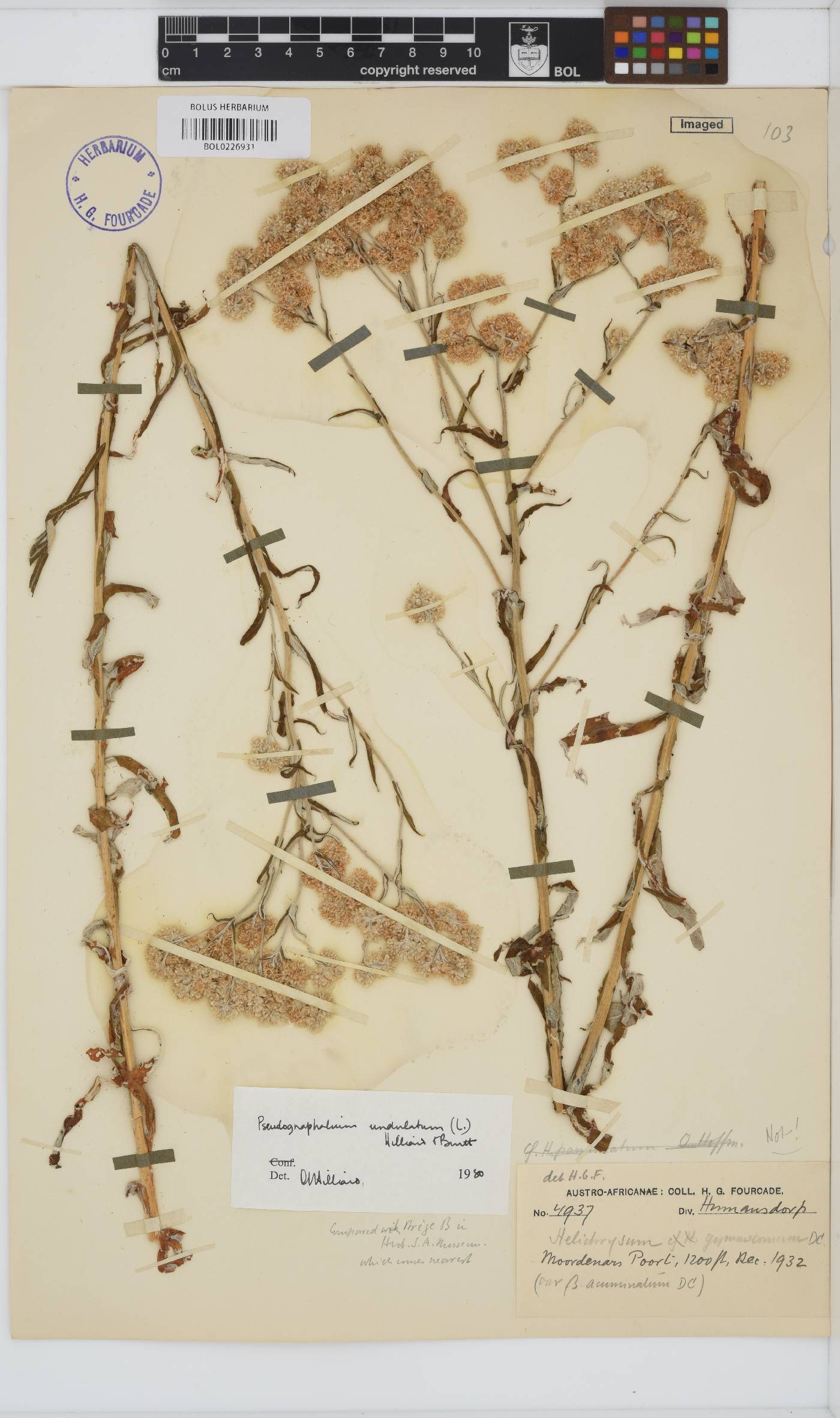 Pseudognaphalium undulatum image