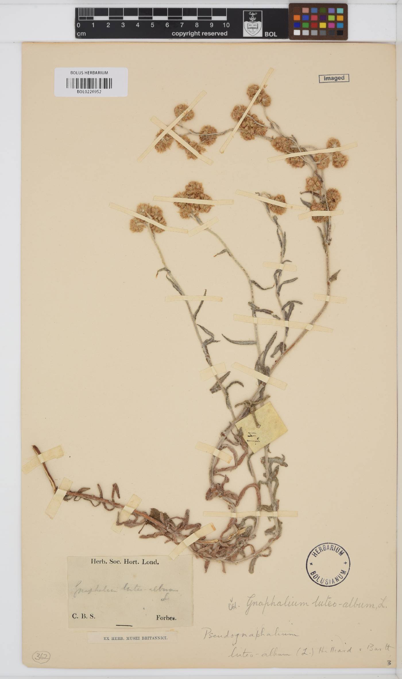 Helichrysum luteoalbum image