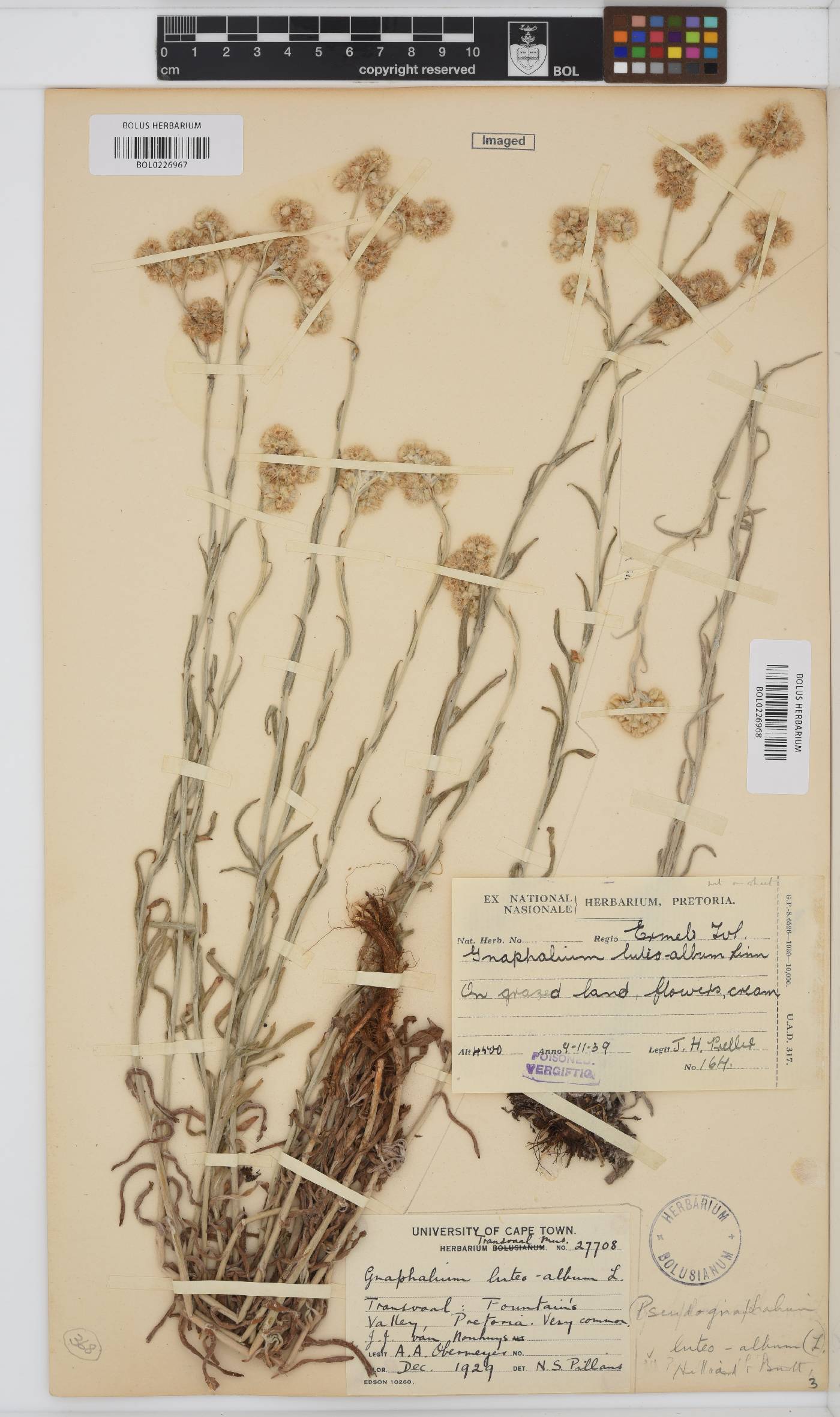Helichrysum luteoalbum image