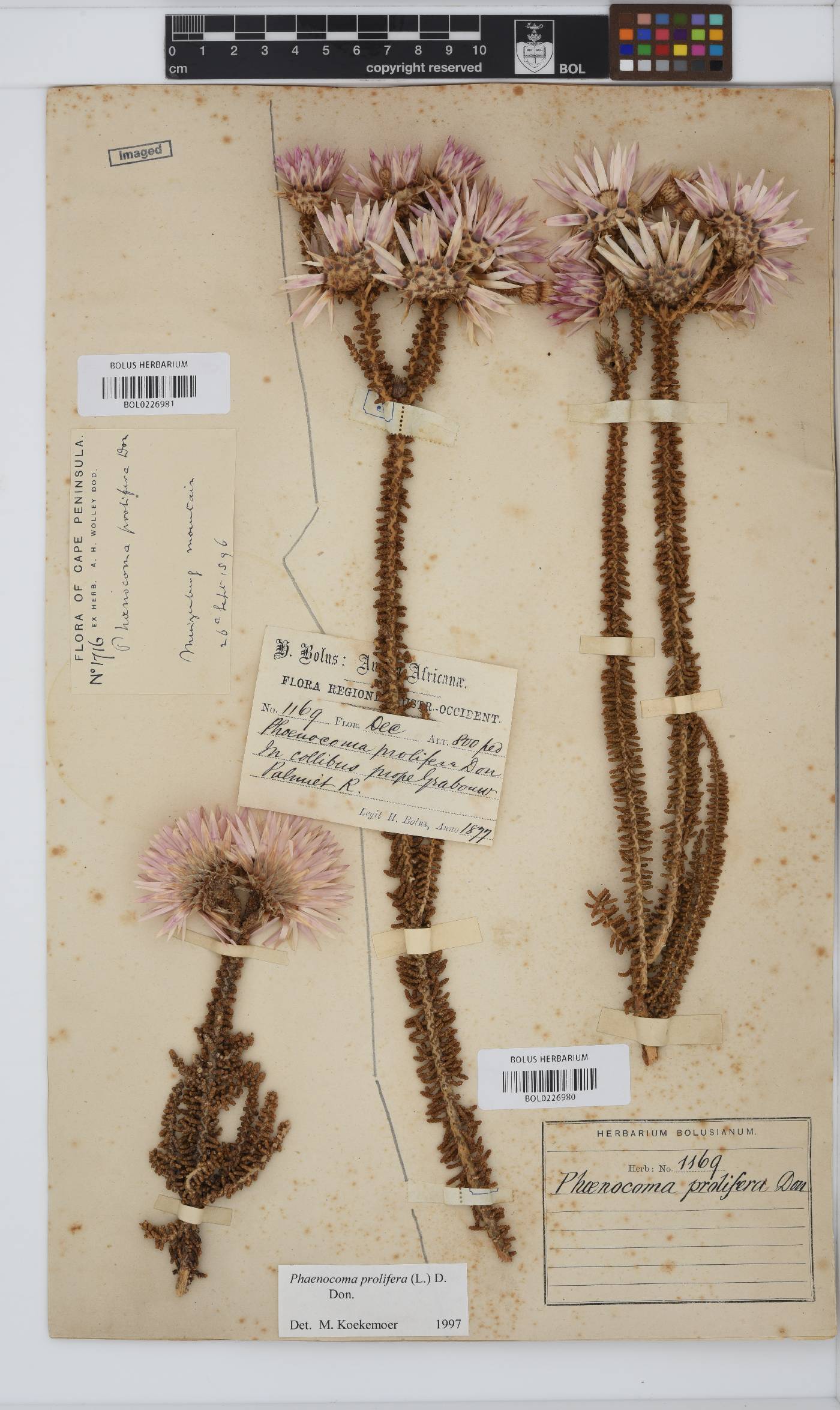 Phaenocoma prolifera image