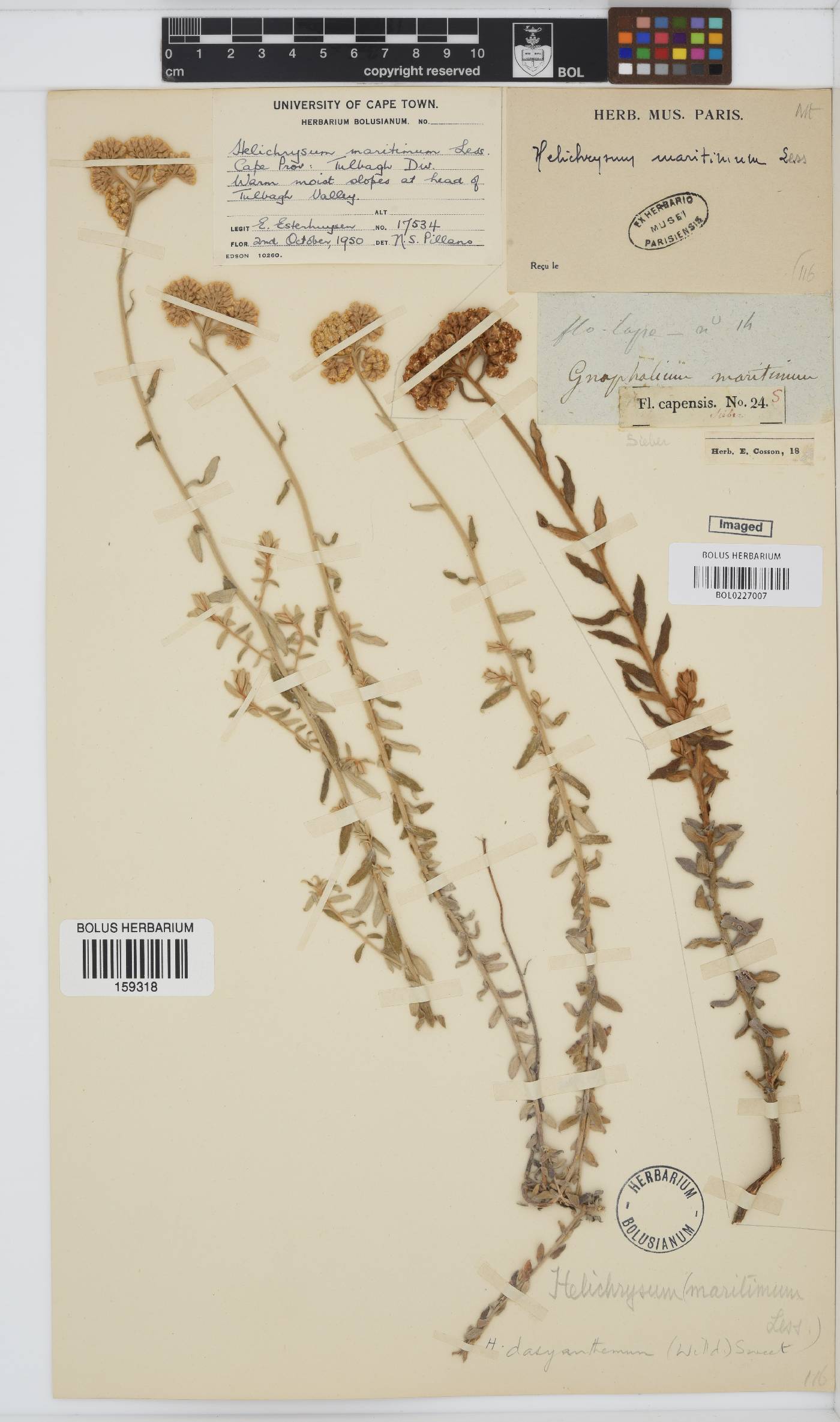 Helichrysum dasyanthum image
