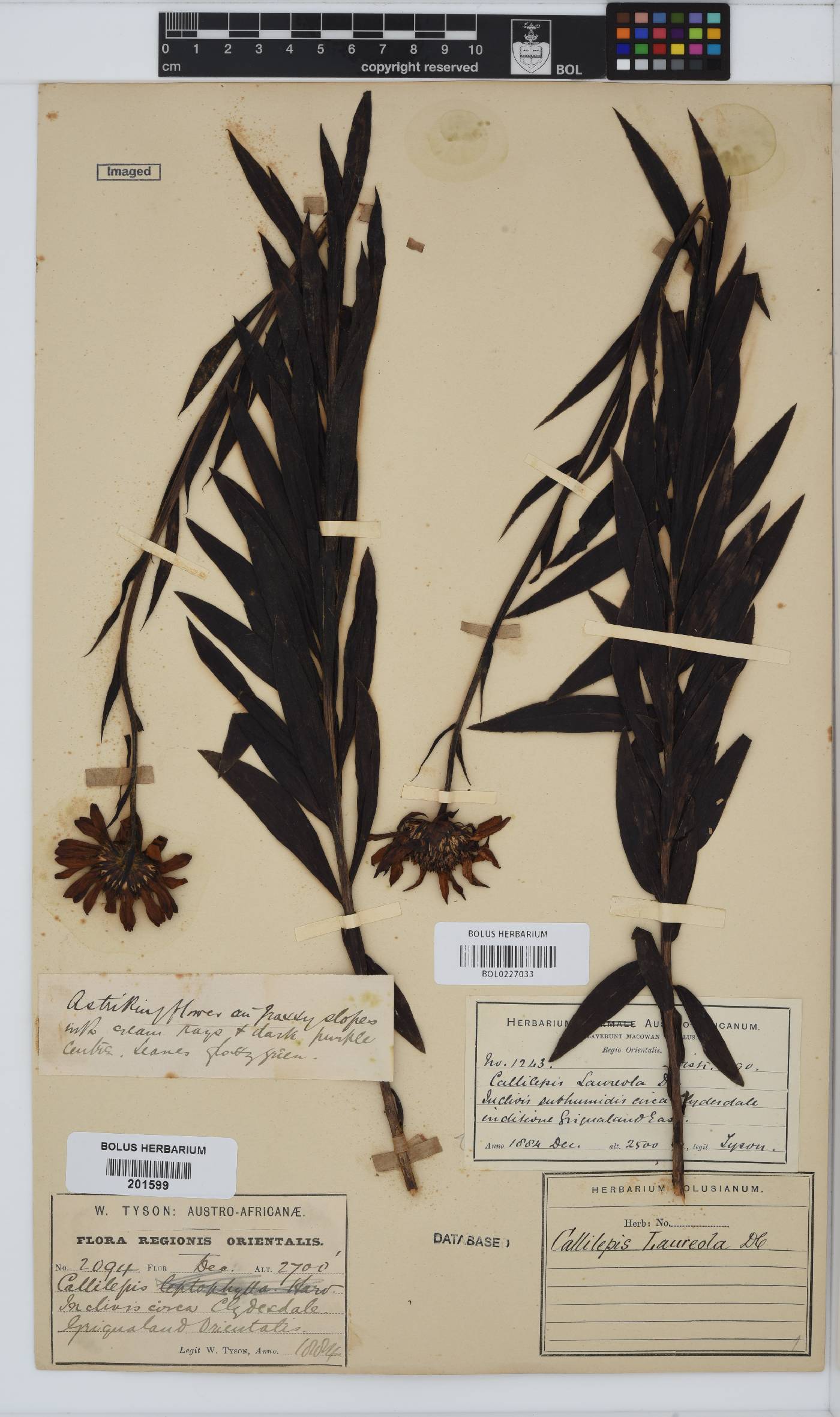 Callilepis image